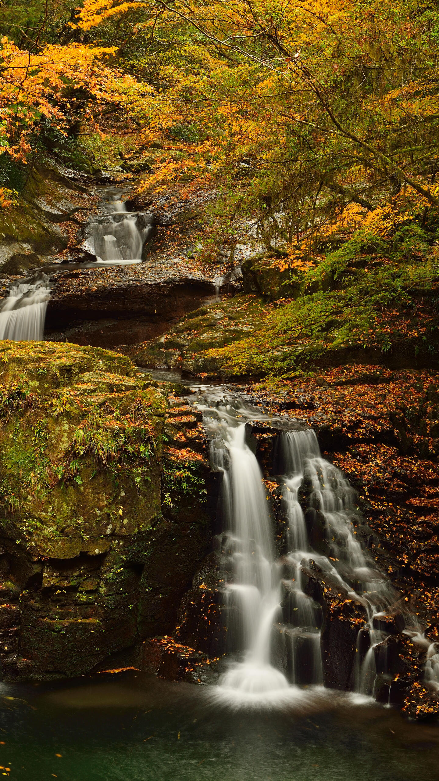 Wallpaper autumn nature waterfall in the forest trees 1440x2560 QHD from photomonstr image and screensavers