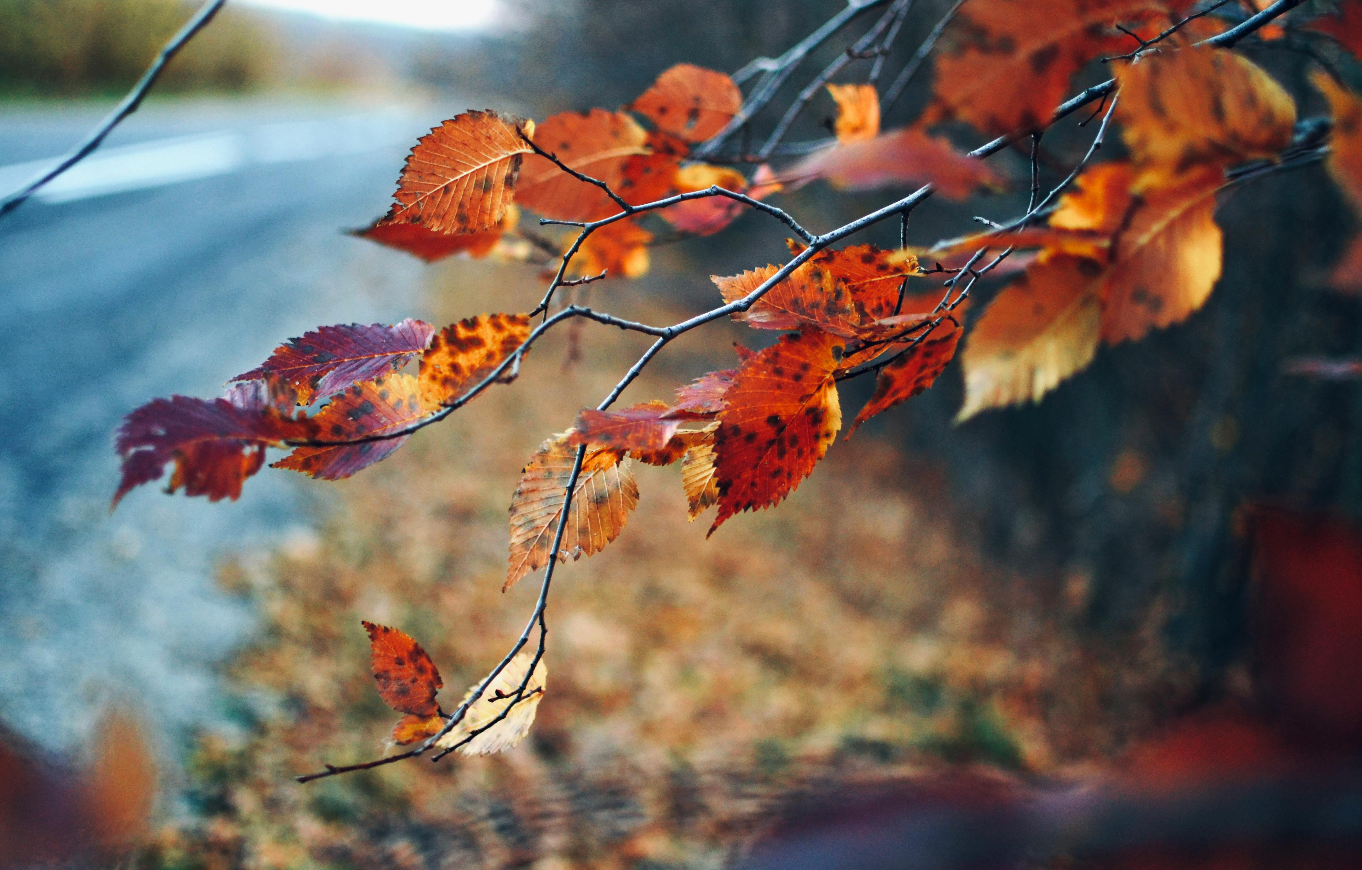Autumn Leaves In Close Up Photography · Free