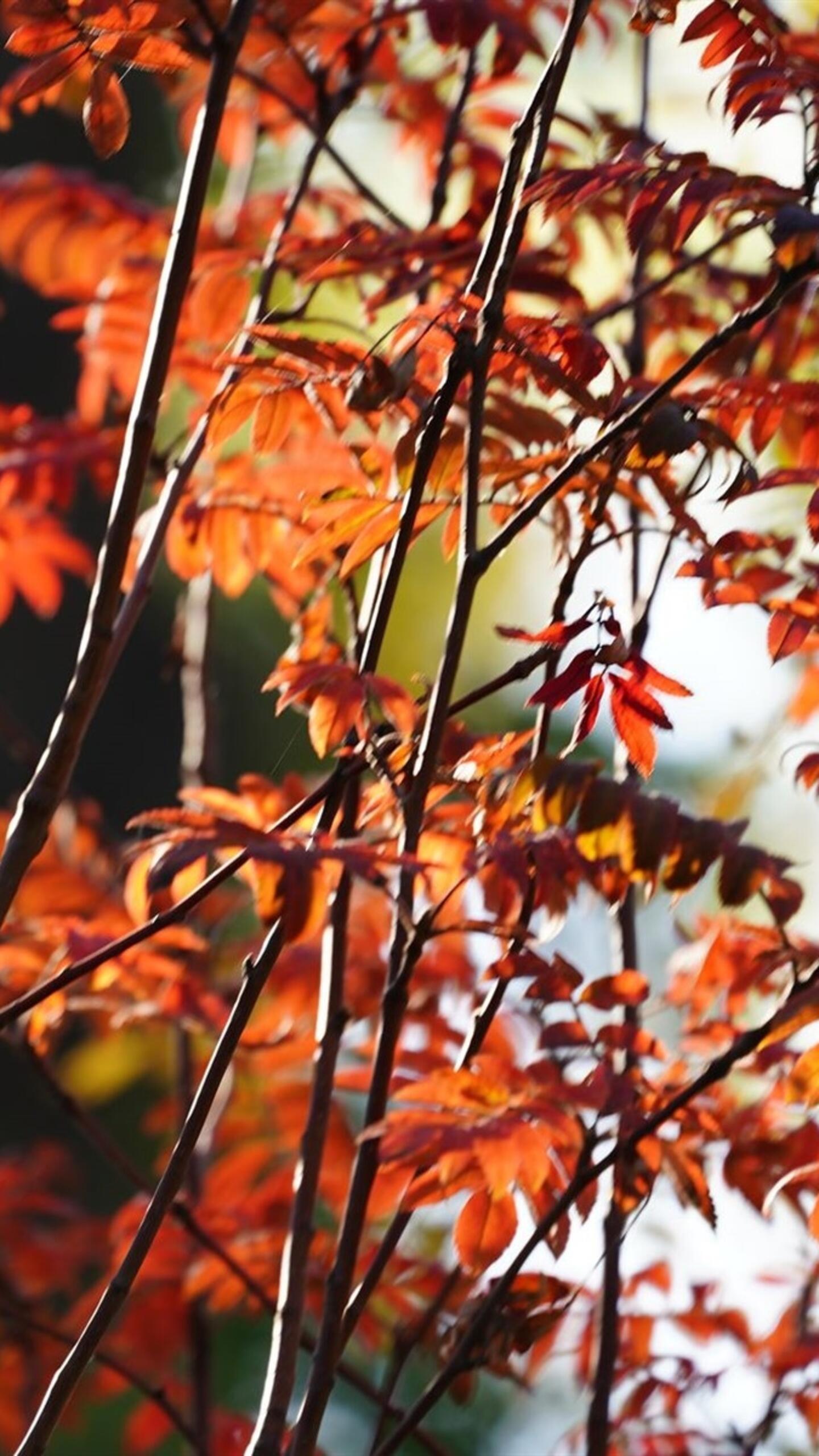 Tree Branches With Gold Colored Autumn Leaves · 1440x2560 QHD Free Photo From Axebourne And Wallpaper