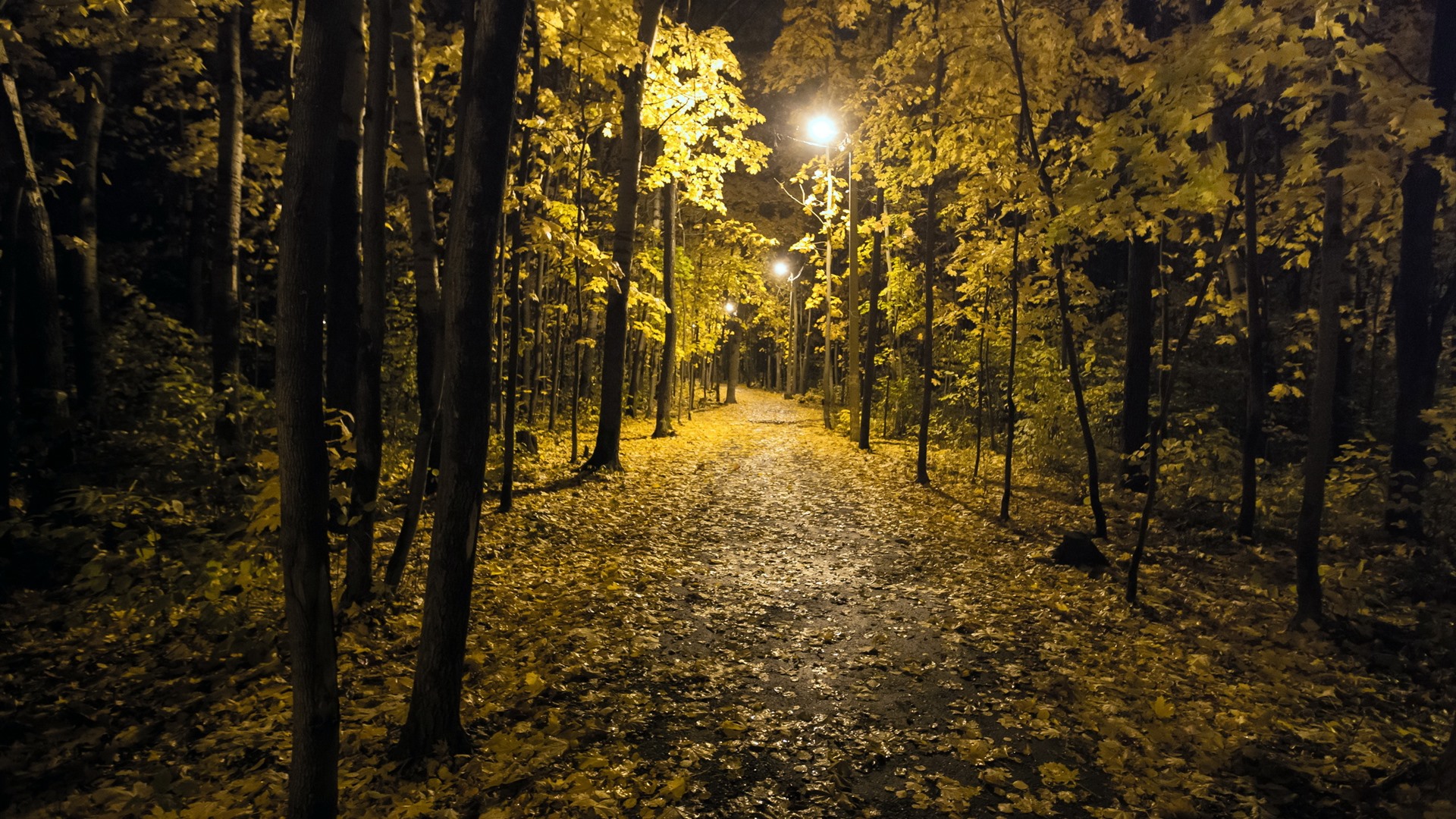 Wallpaper Night, park, trees, lights, autumn 2560x1600 Picture, Image