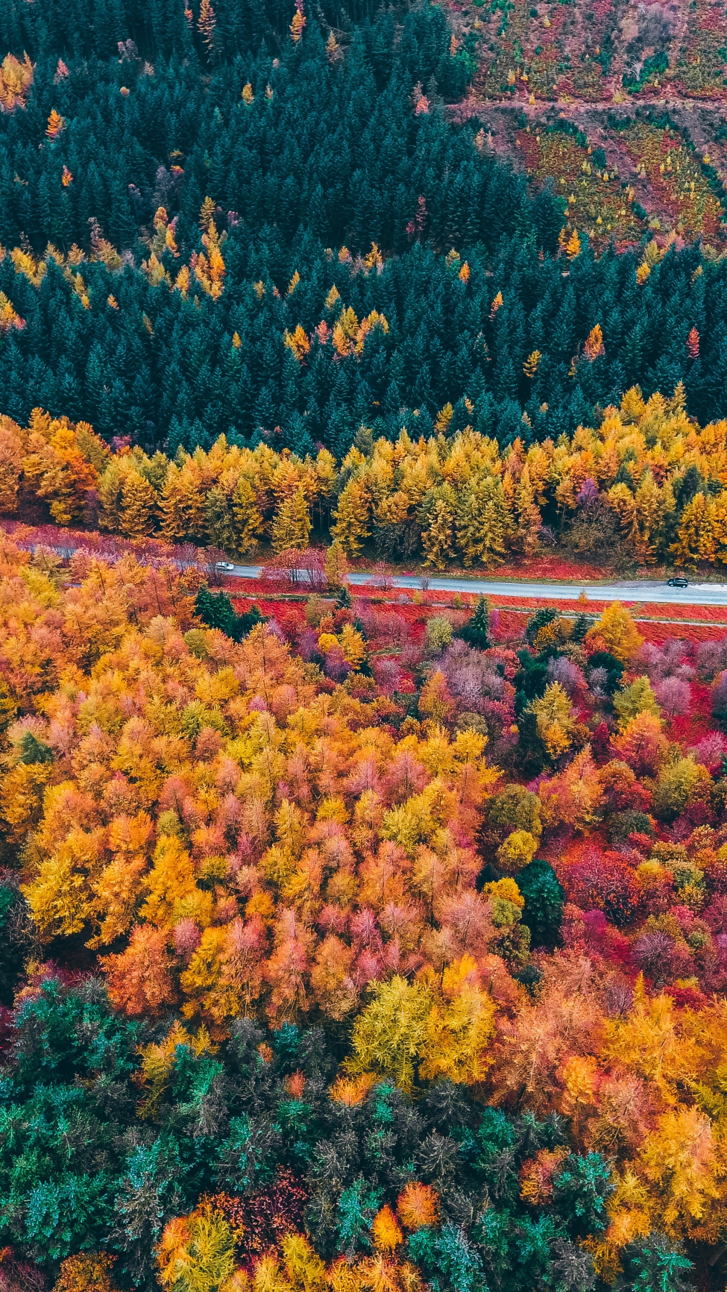 Autumn Forest Wallpaper 4K, Drone photo, Aerial view, Fall