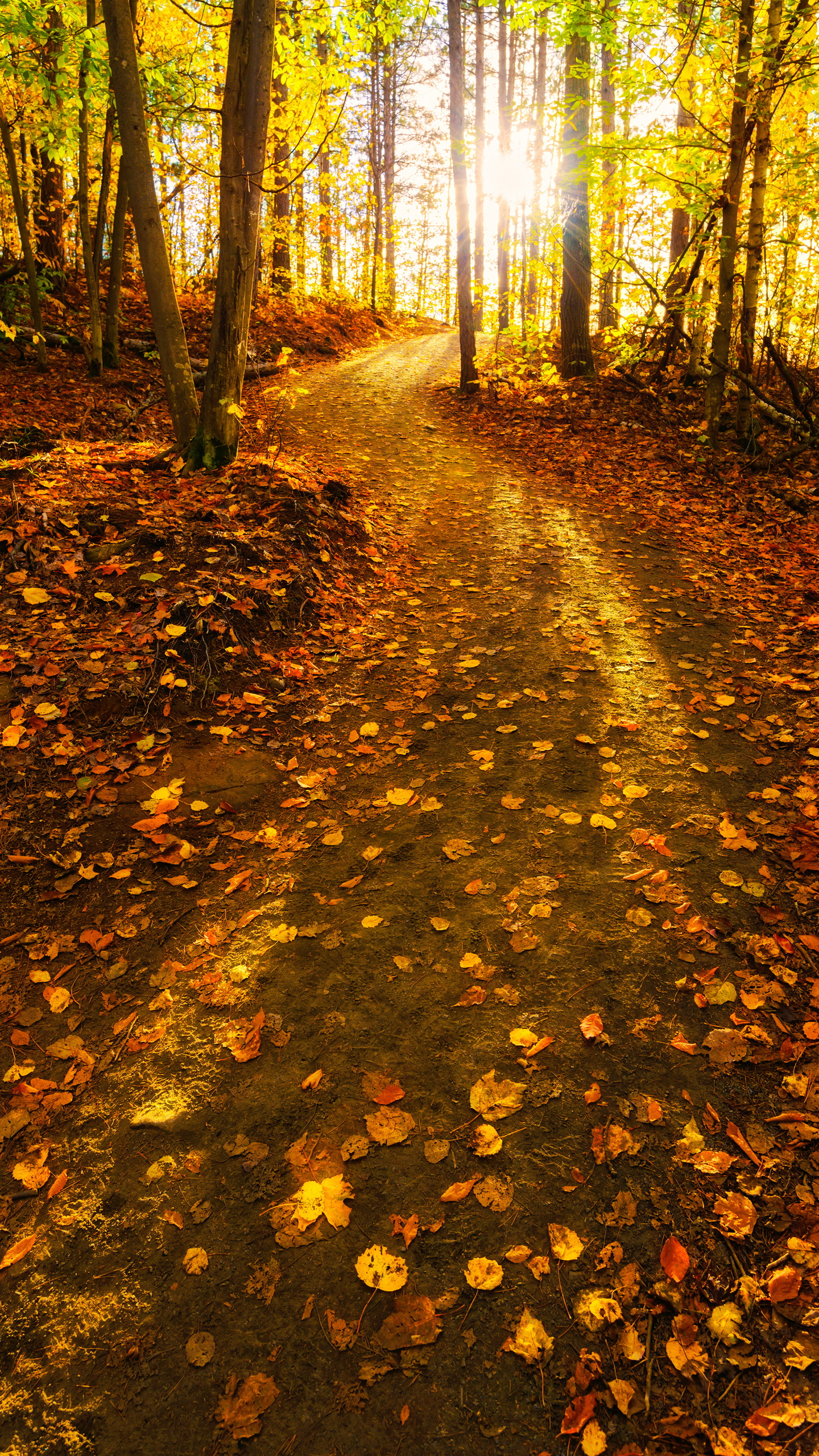 Samsung Galaxy S7 Fall Forest Wallpaper​-Quality Free Image and Transparent PNG Clipart
