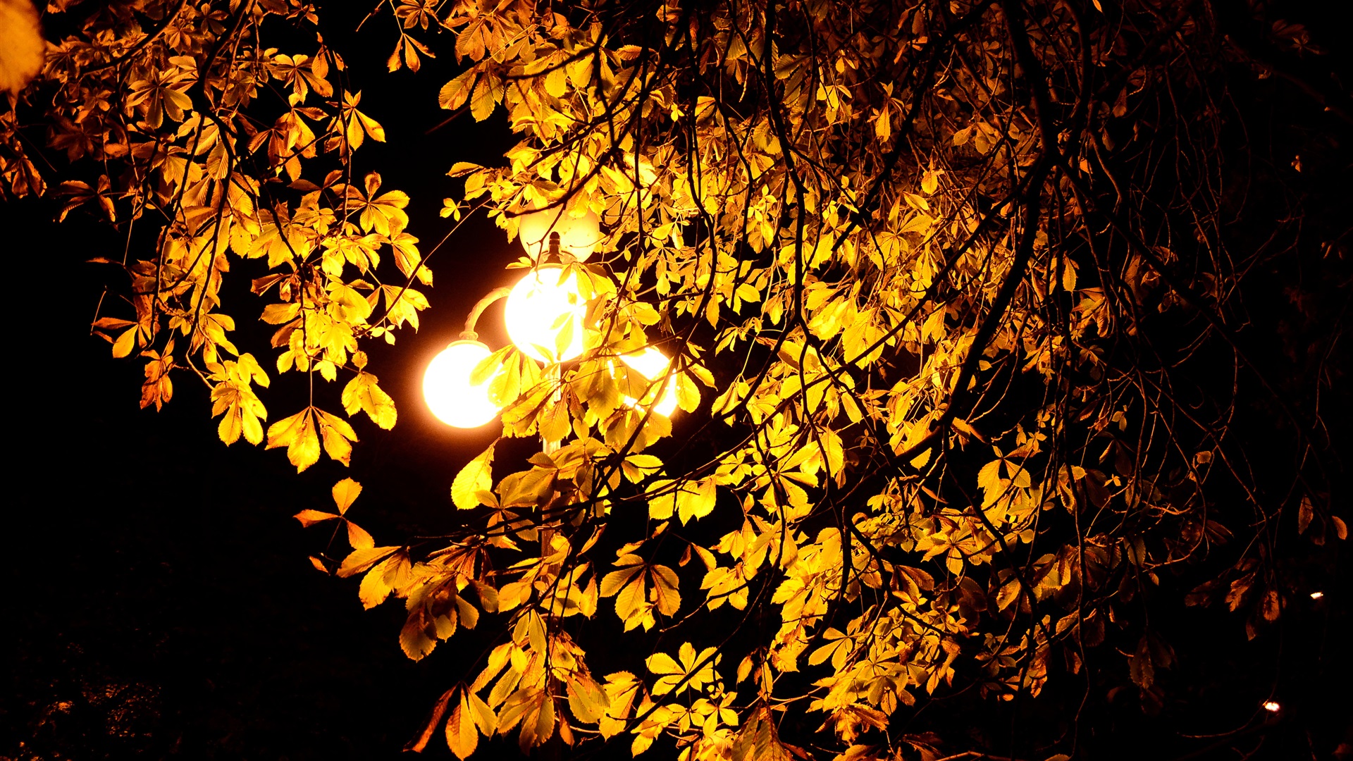 Wallpaper Night, lights, autumn, tree, leaves 3840x2160 UHD 4K Picture, Image