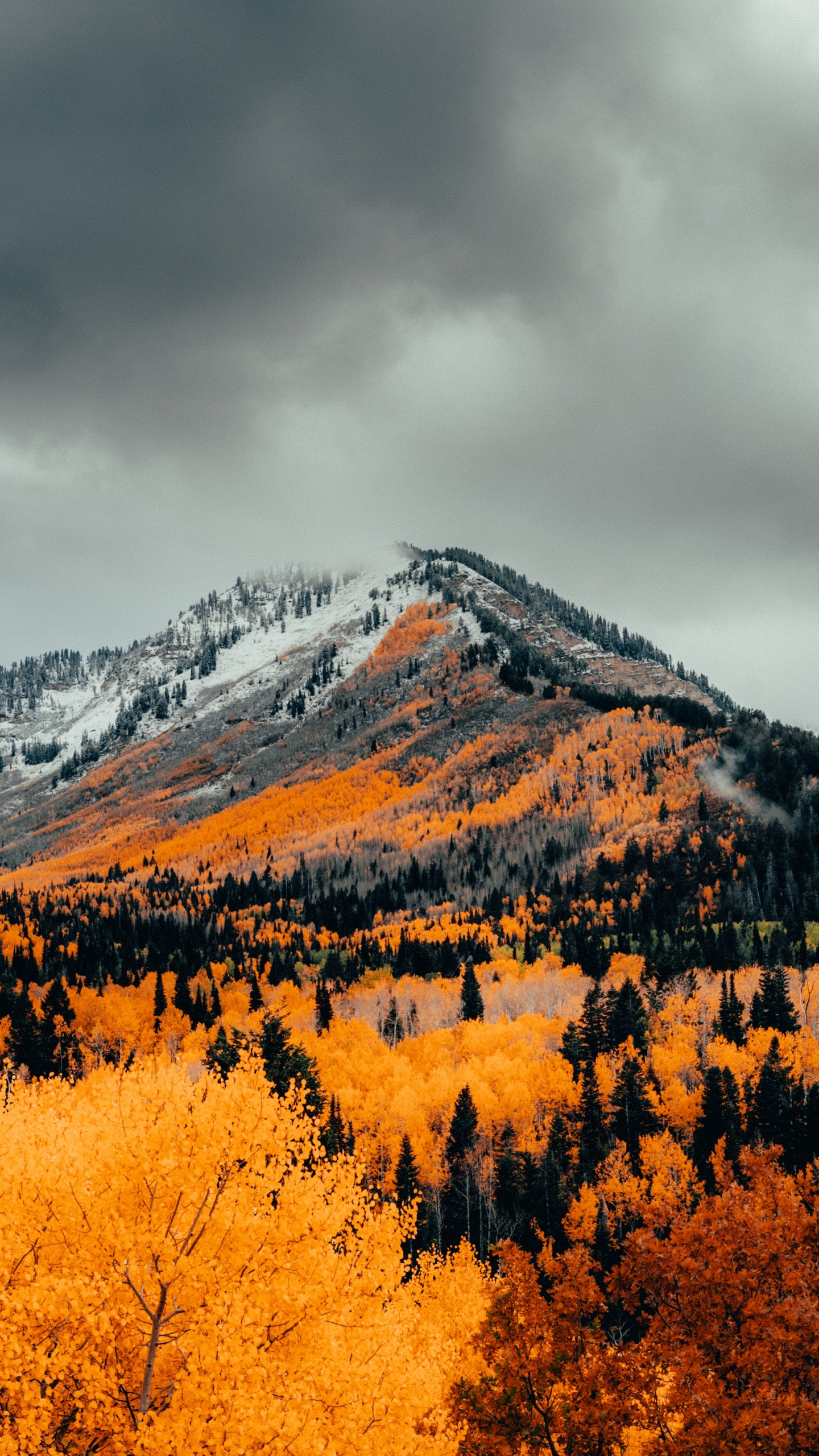 Autumn Wallpaper for Google Pixel XL, Meizu Pro 7, Nokia 8, HTC U, Huawei P10 Quad HD