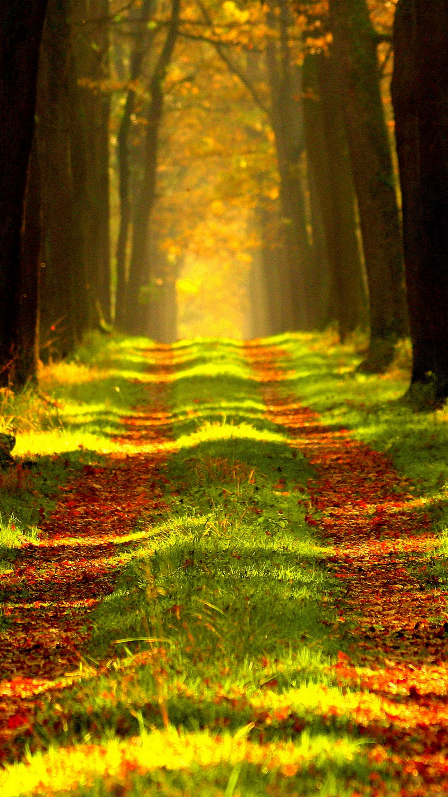 Download wallpaper 1440x2560 forest, autumn, path, fog qhd samsung galaxy s6, s7, edge, note, lg g4 HD background