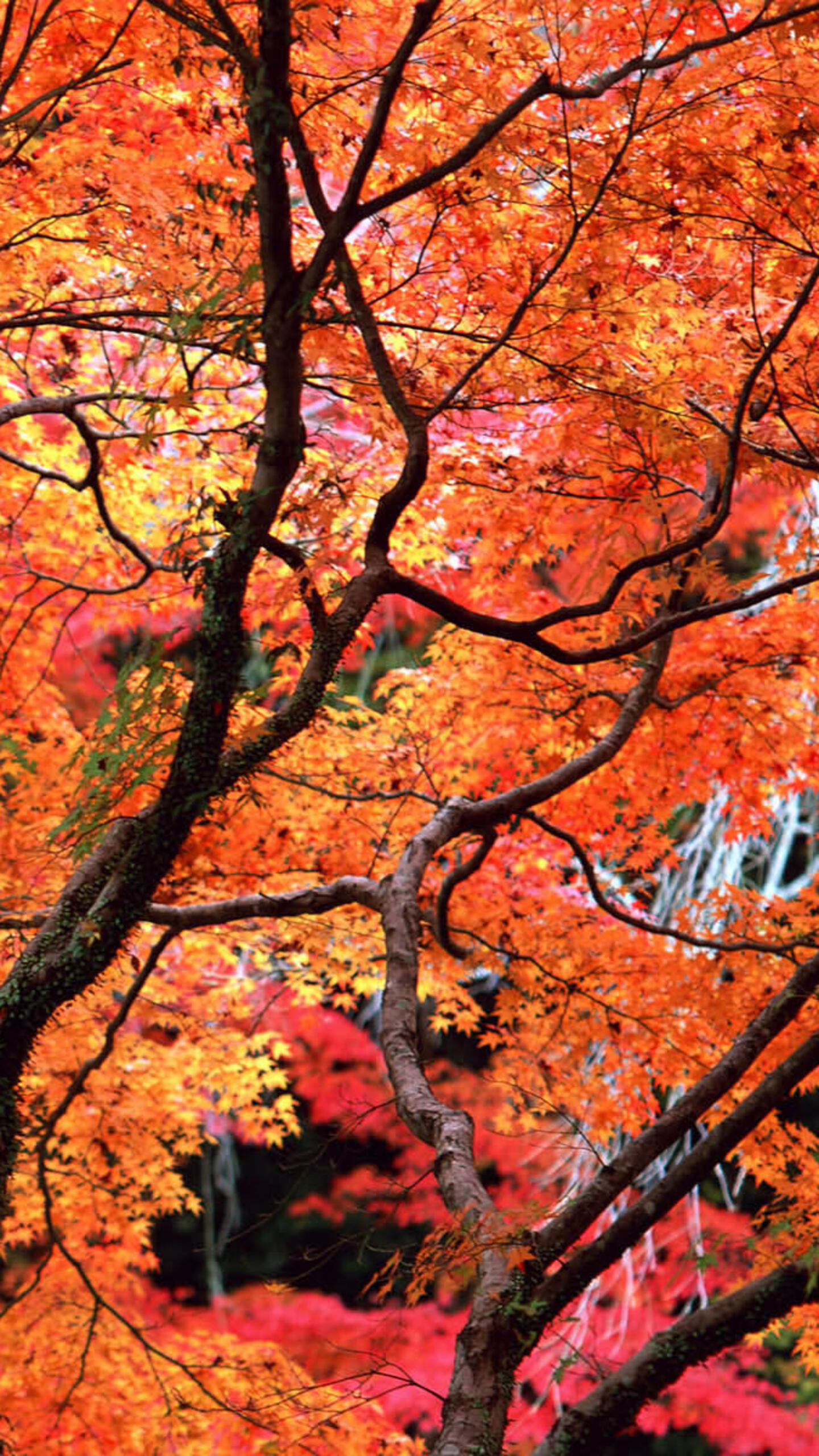 Wallpaper foliage color trees 1440x2560 QHD from salihychev image and screensavers