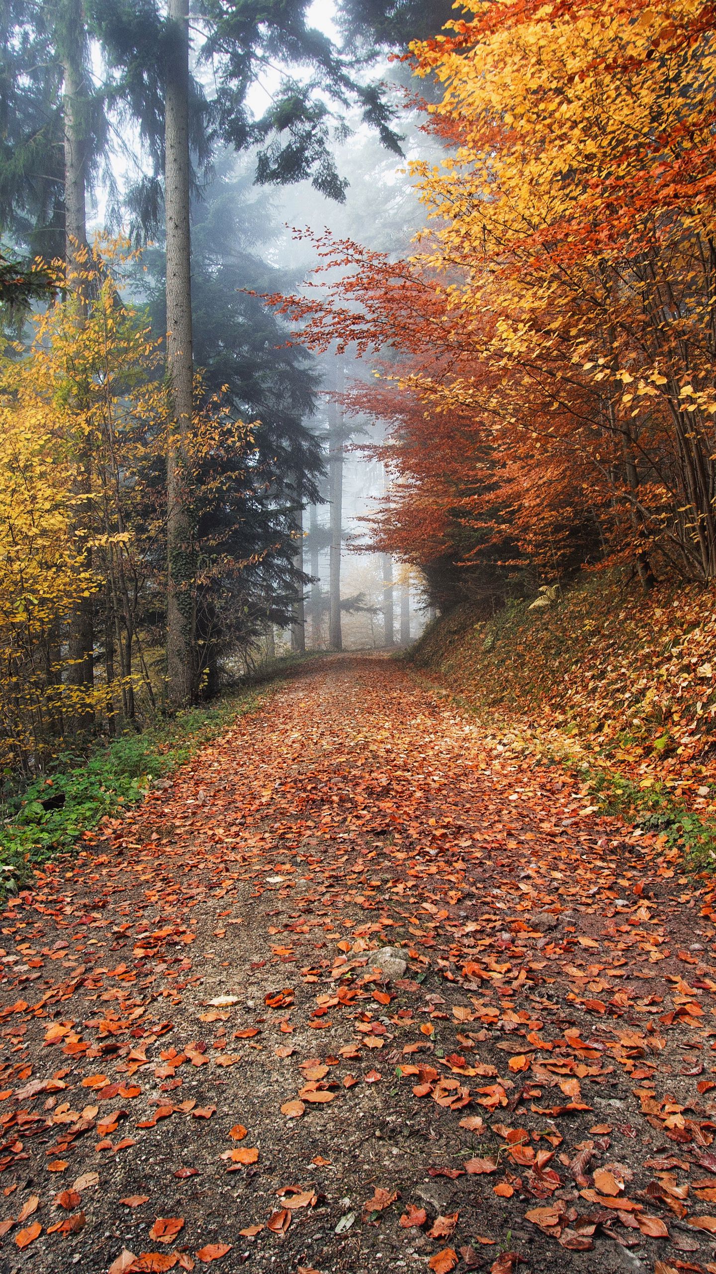 Download wallpaper 1440x2560 autumn, path, foliage qhd samsung galaxy s6, s7, edge, note, lg g4 HD background