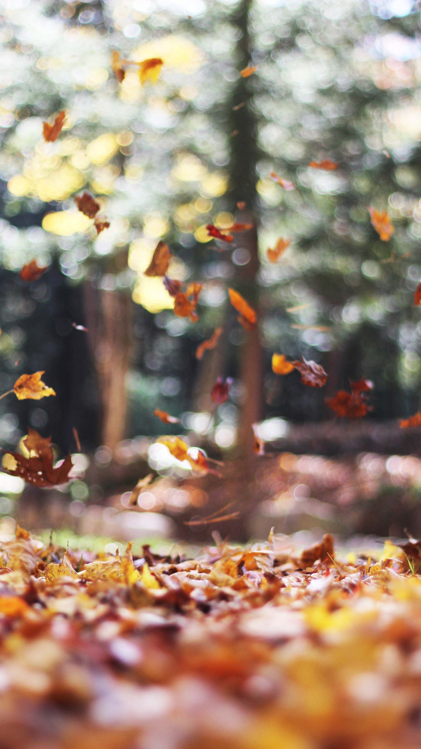 Autumn Wallpaper for Google Pixel XL, Meizu Pro 7, Nokia 8, HTC U, Huawei P10 Quad HD
