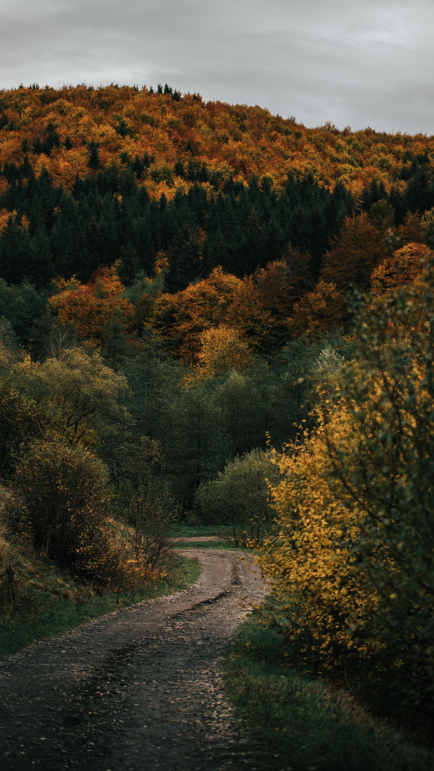 Download wallpaper 1440x2560 road, forest, hill, autumn, nature qhd samsung galaxy s6, s7, edge, note, lg g4 HD background