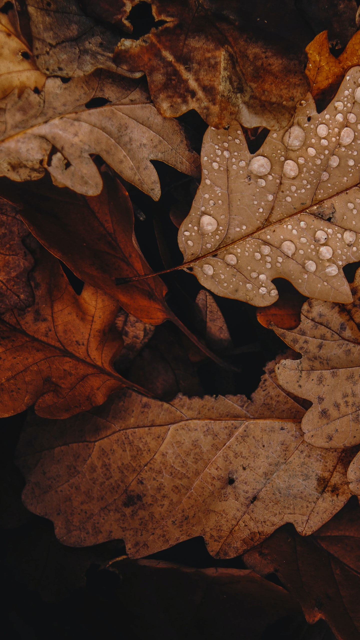 Deciduous Wallpaper for Google Pixel XL, Meizu Pro 7, Nokia 8, HTC U, Huawei P10 Quad HD