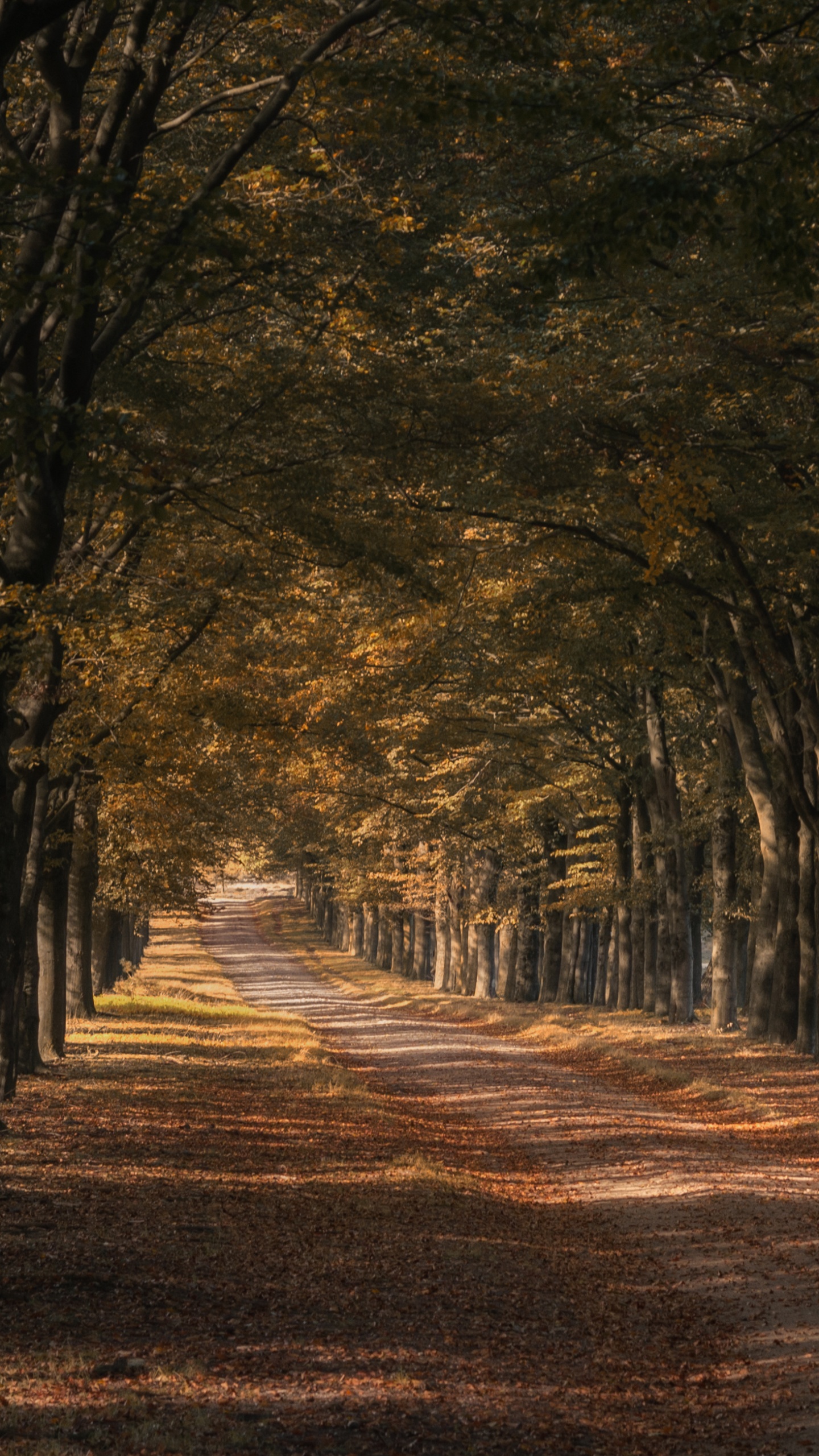 Trees Along the Road, Autumn 4K UHD Wallpaper for UltraHD Desktop and TV, Widescreen and UltraWide Display, Dual Monitor, Smartphone and Tablet Devices
