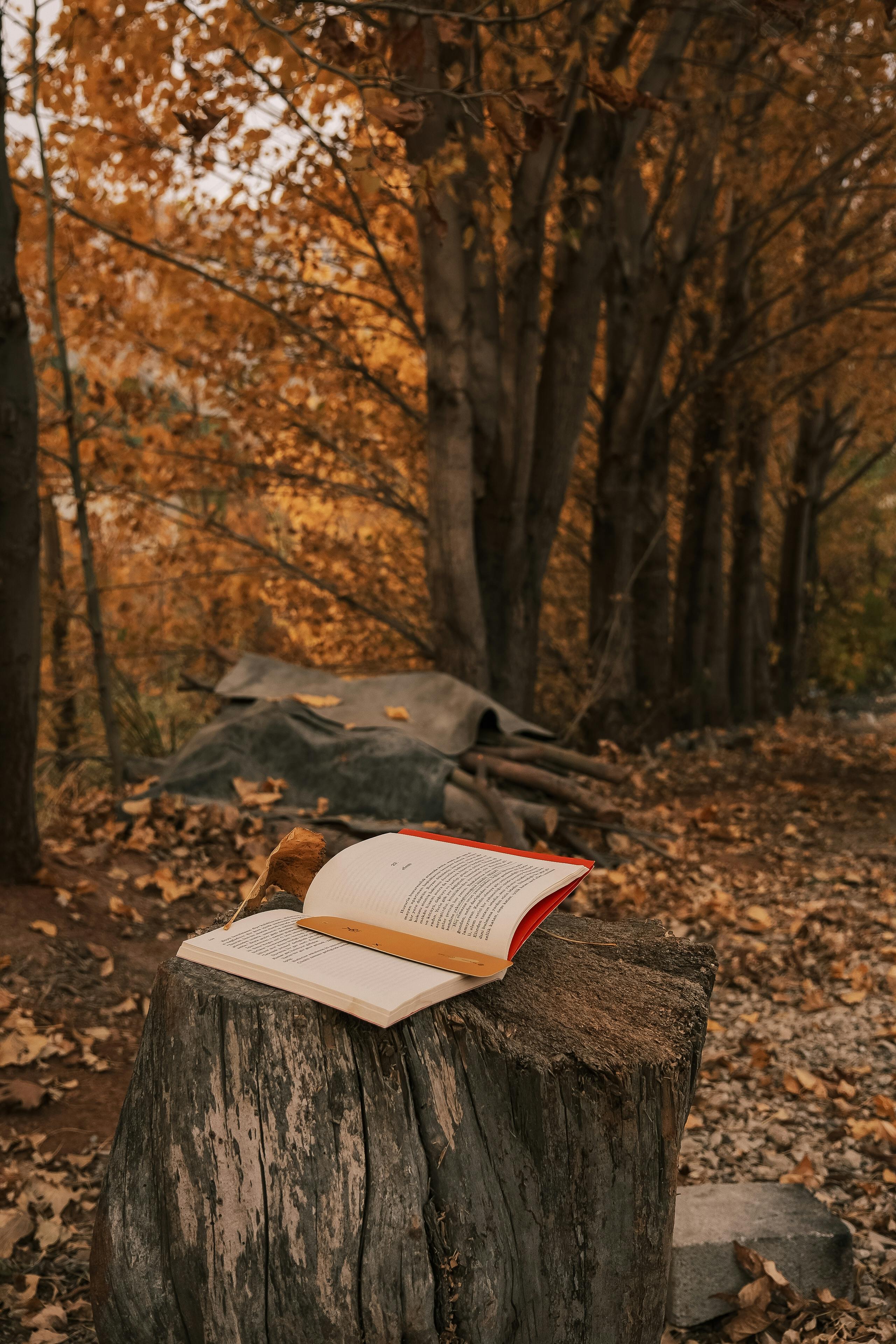 Autumn Forest with Book on Tree Stump · Free
