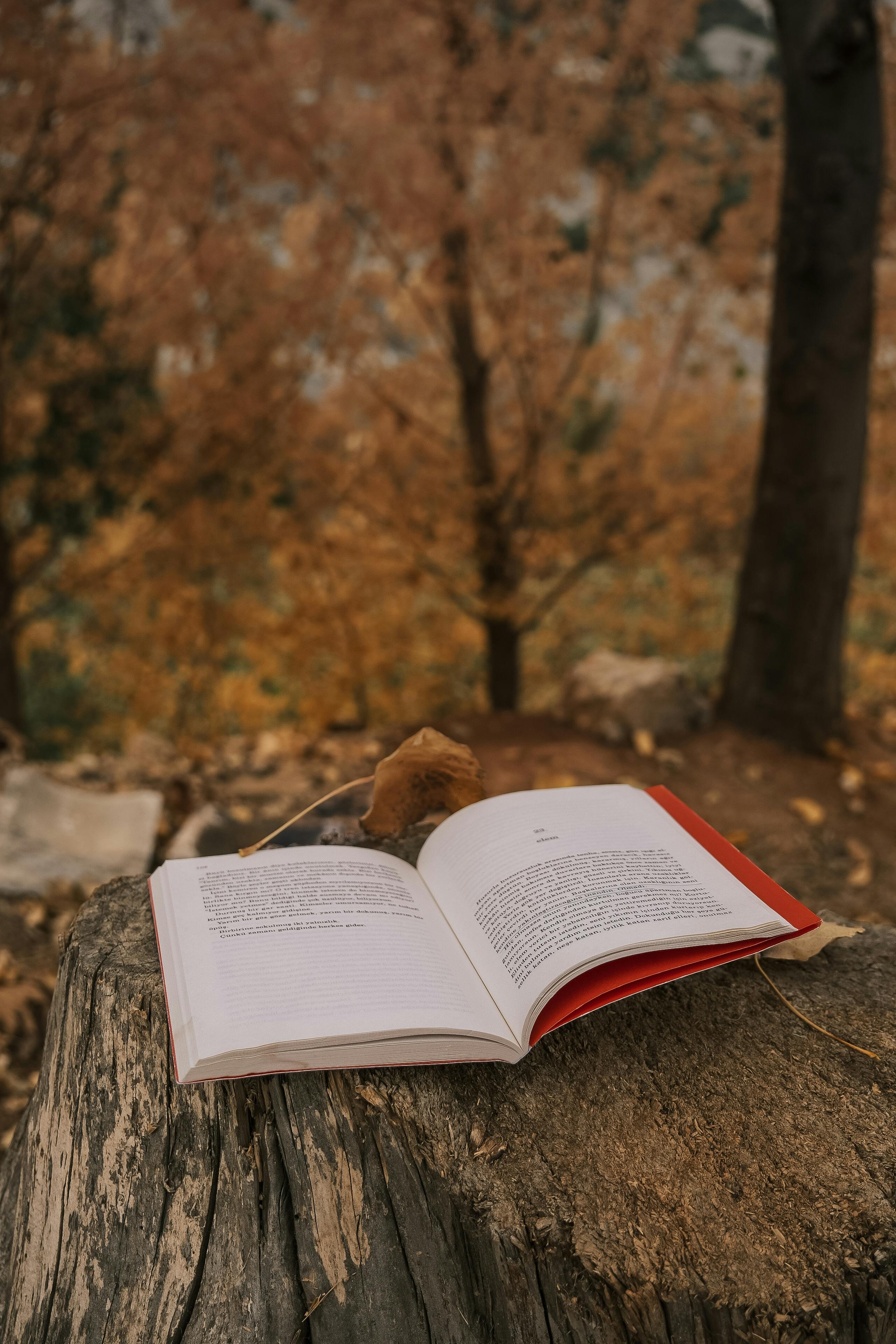 Open Book on Tree Stump in Autumn Forest · Free