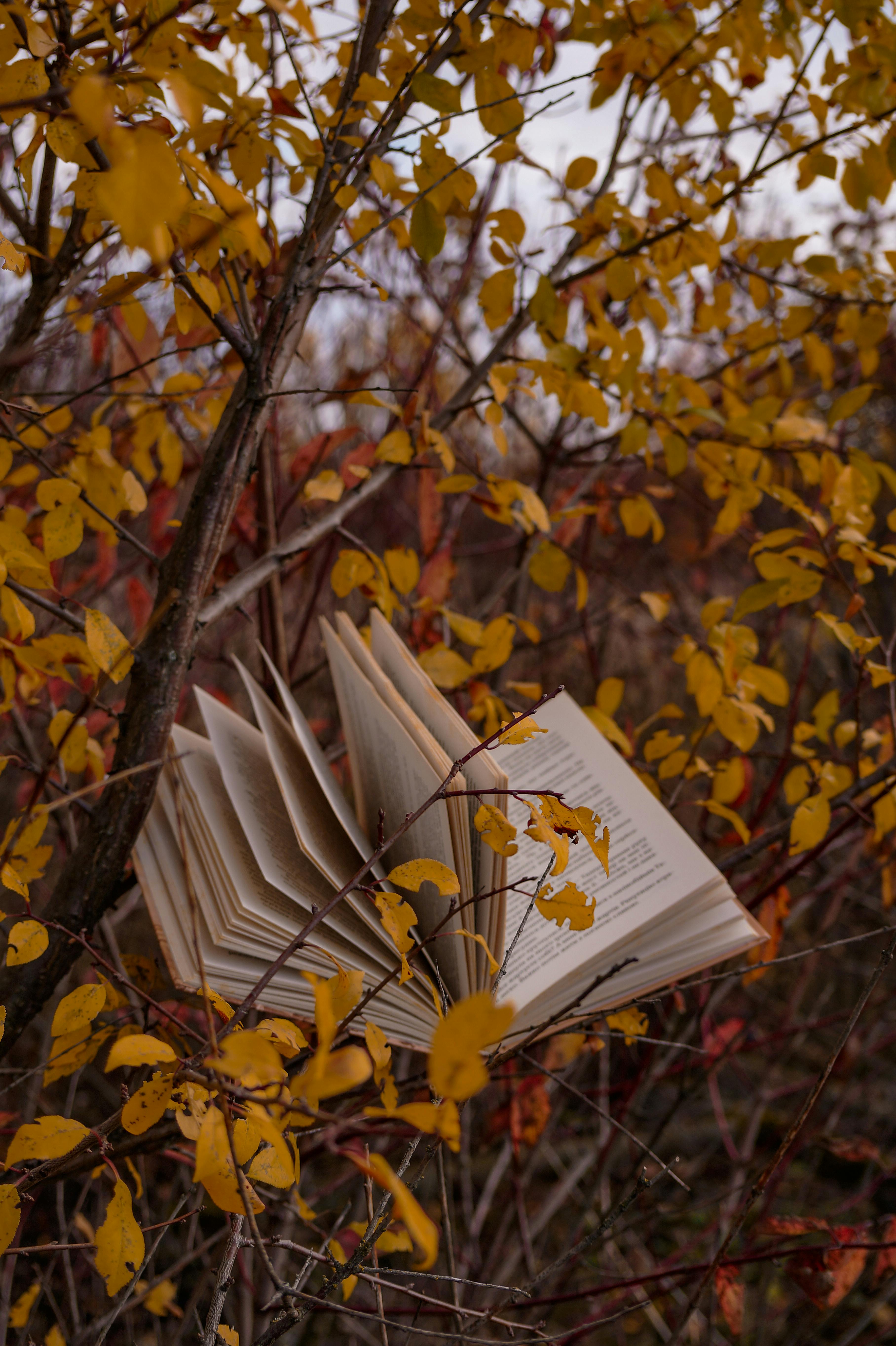 Book Hanging on Tree Branches · Free