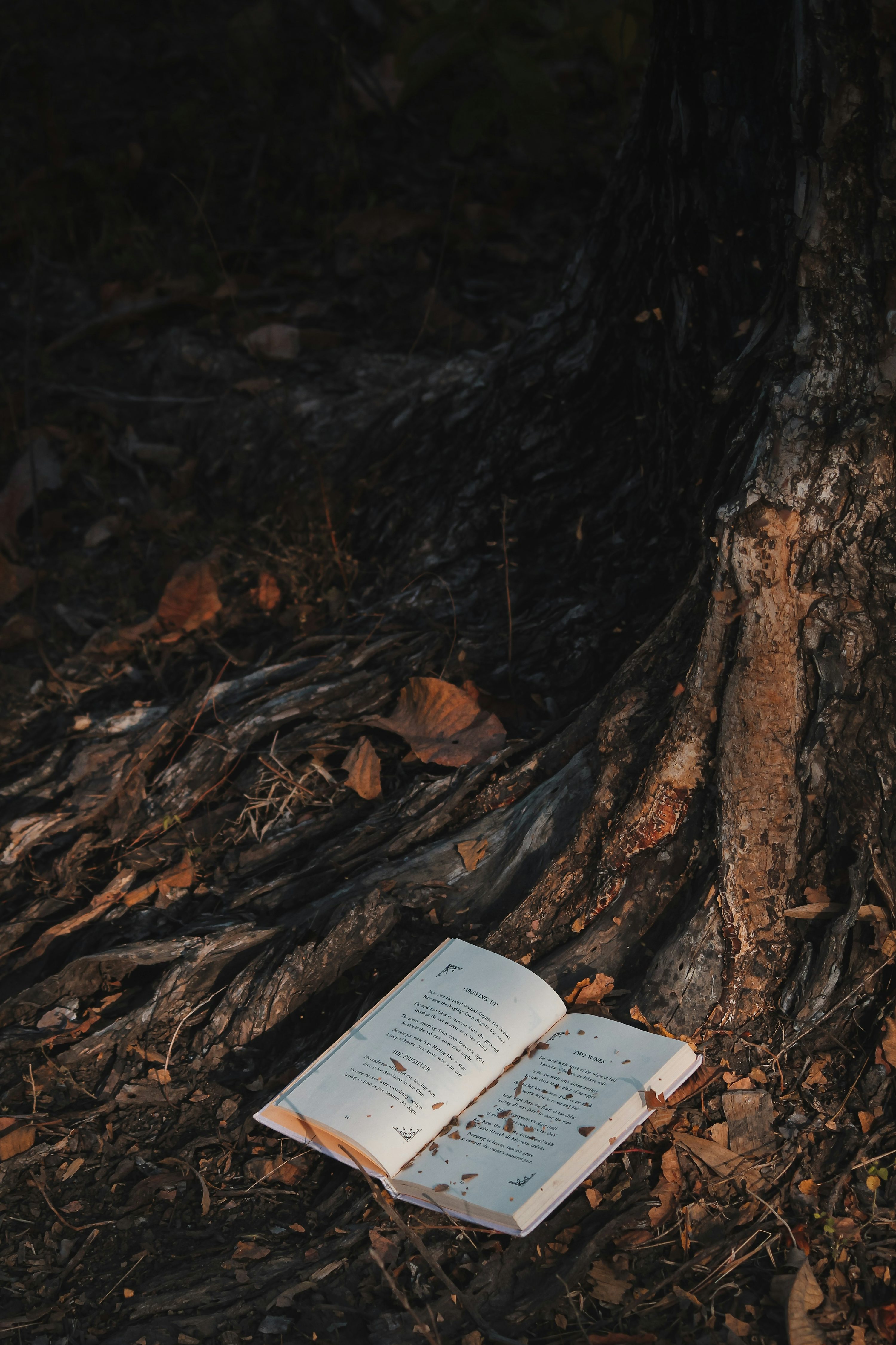 White book on brown tree trunk photo
