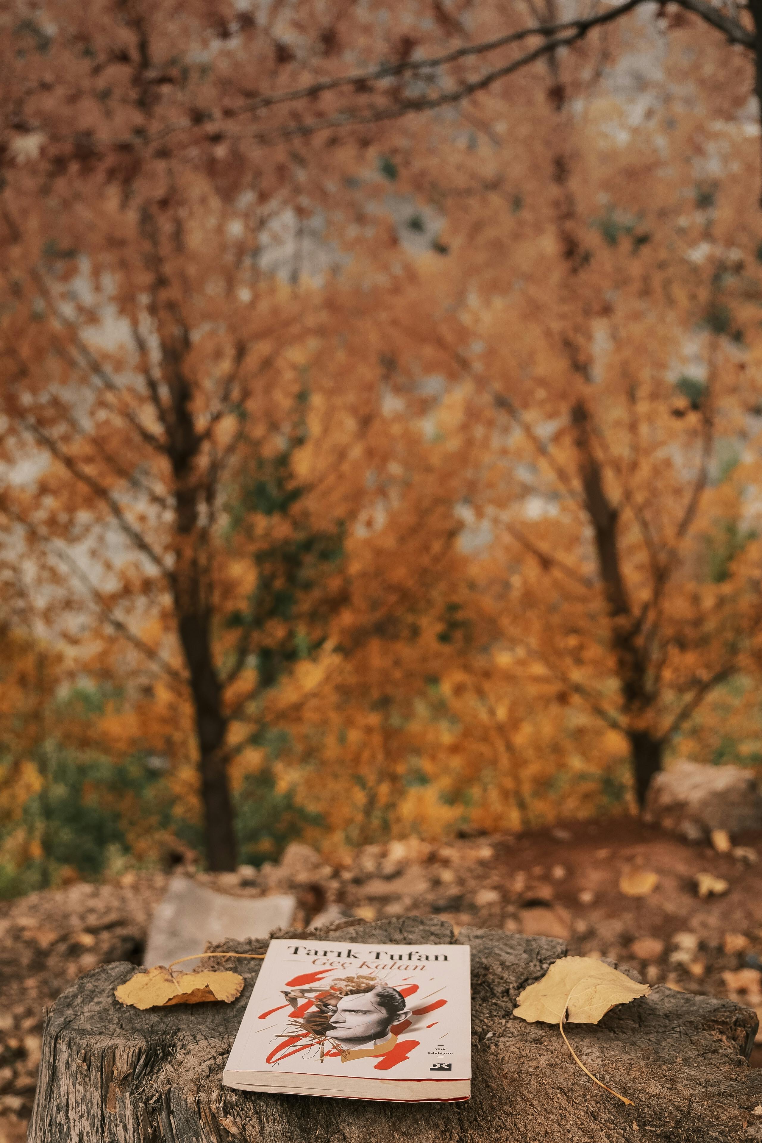 Autumn Forest with Book on Tree Stump · Free