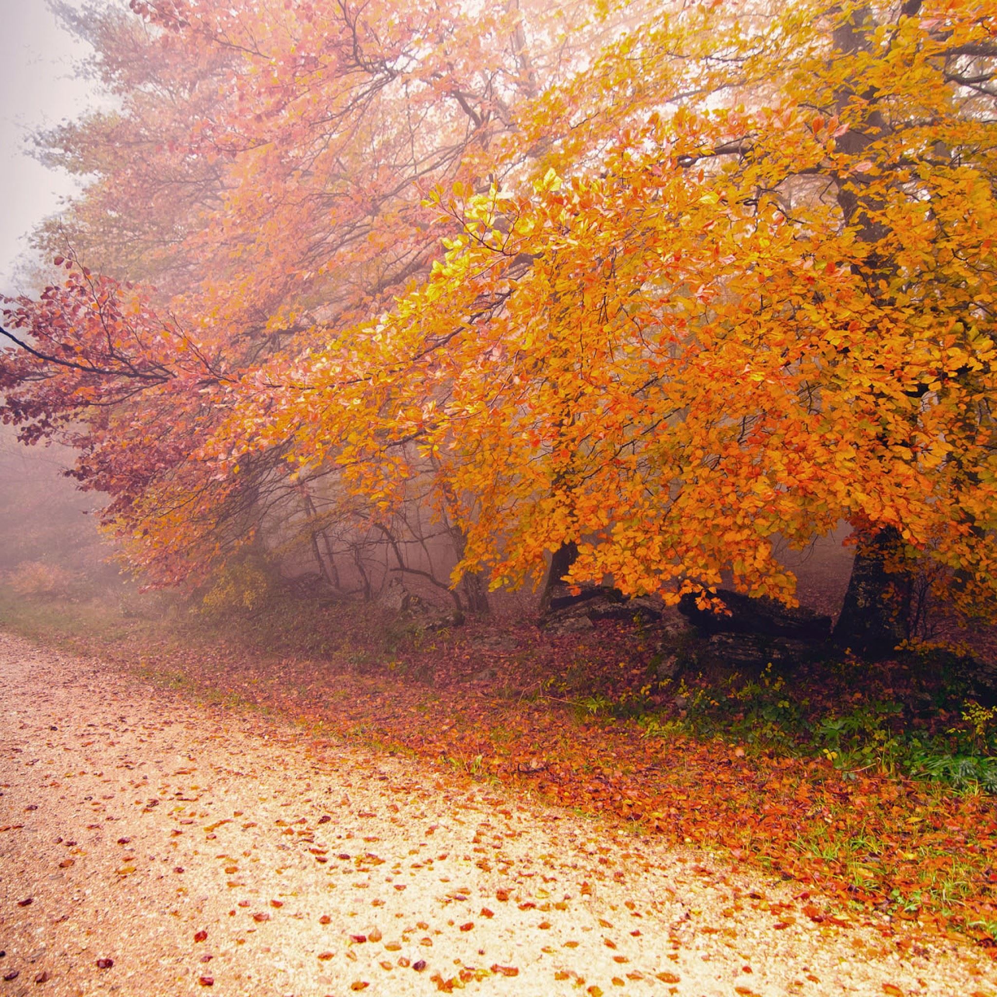 Foggy Autumn Wallpaper, HD Foggy Autumn Background on WallpaperBat