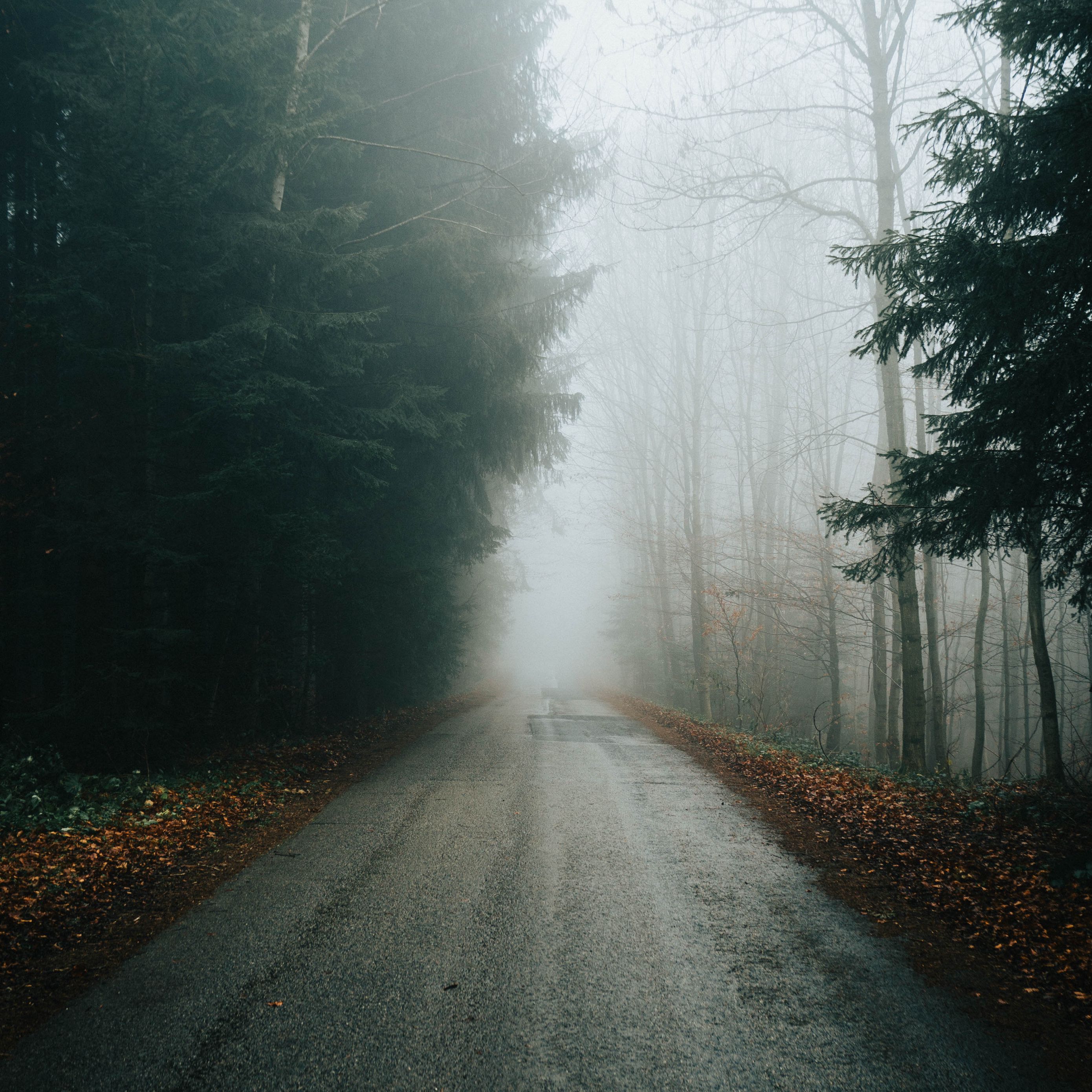 Download wallpaper 2780x2780 fog, road, trees, branches, autumn ipad air, ipad air 2, ipad 3, ipad 4, ipad mini 2, ipad mini 3, ipad mini 4, ipad pro 9.7 for parallax HD background