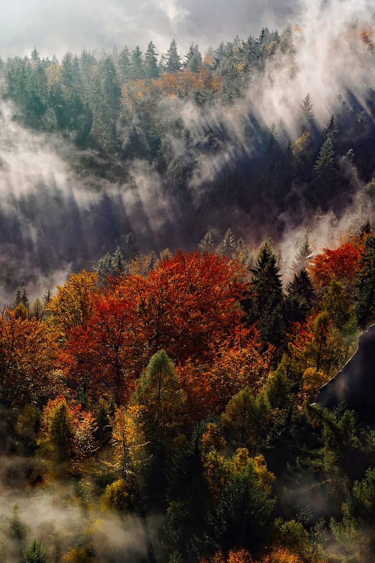 Autumn Things To Do In The Black Forest Go Round. Slowly