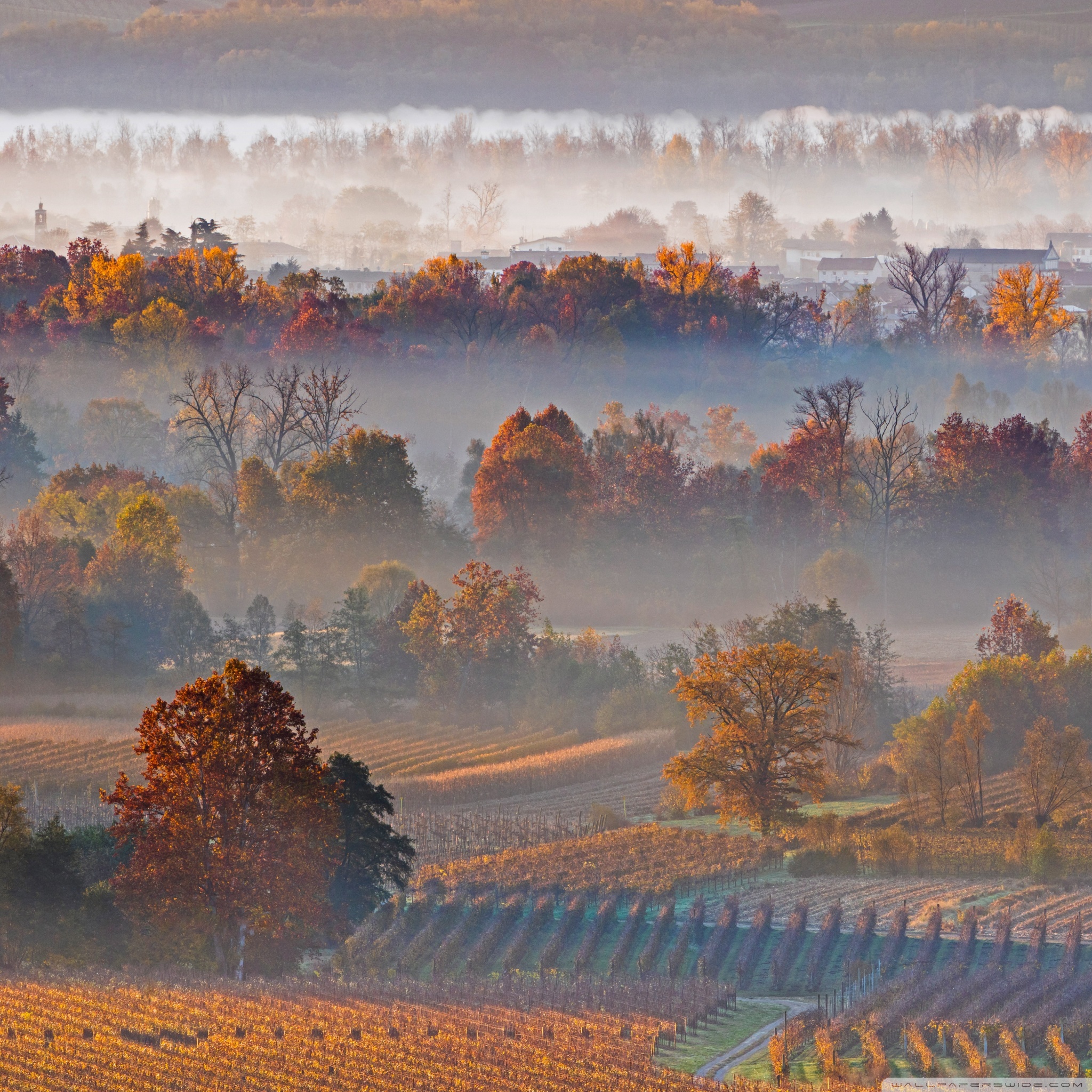 Autumn Landscape, Mist, Vineyards, Trees, Village 4K UHD Wallpaper for UltraHD Desktop and TV, Widescreen and UltraWide Display, Smartphone and Tablet Devices