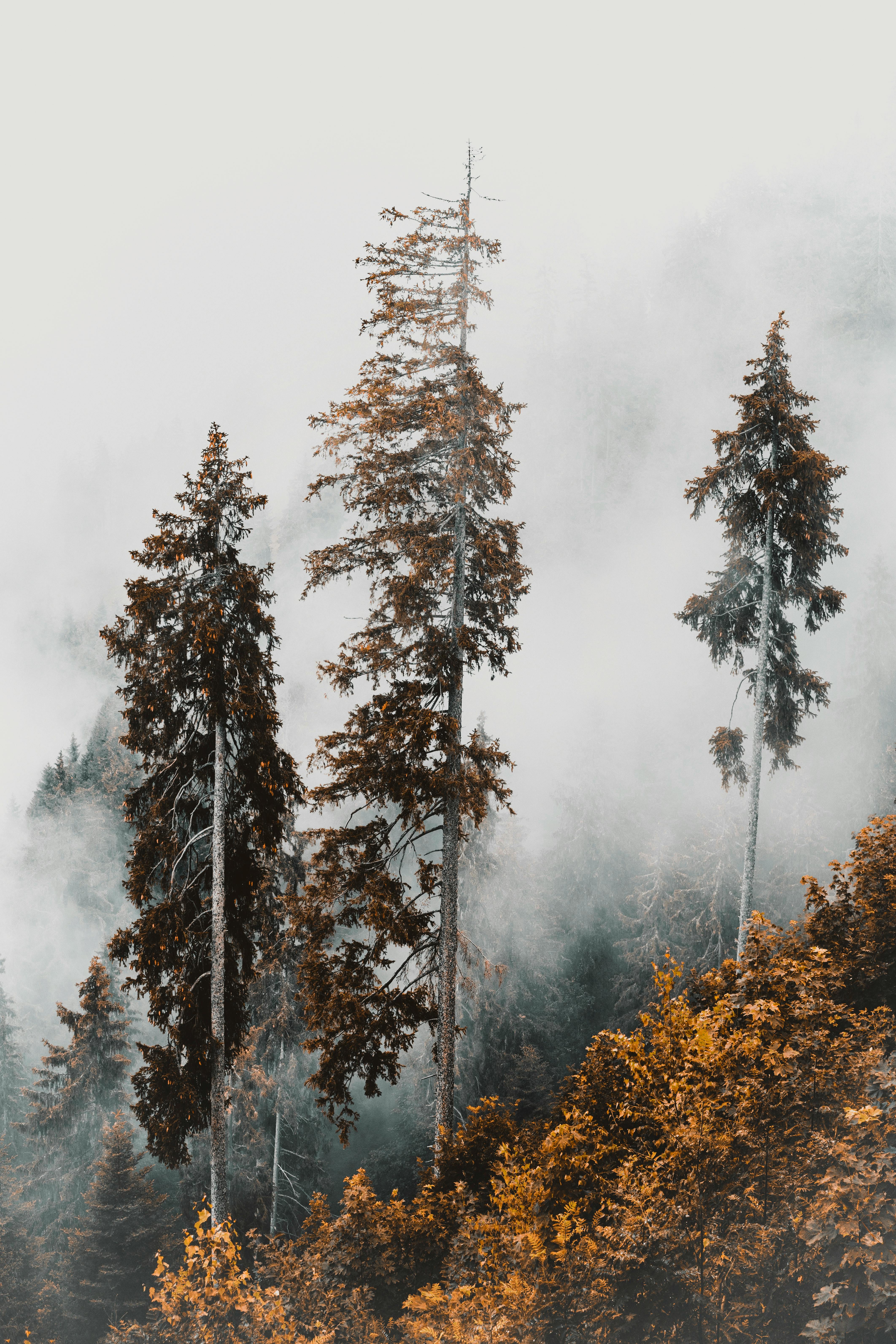 Fog over Dense Woods · Free