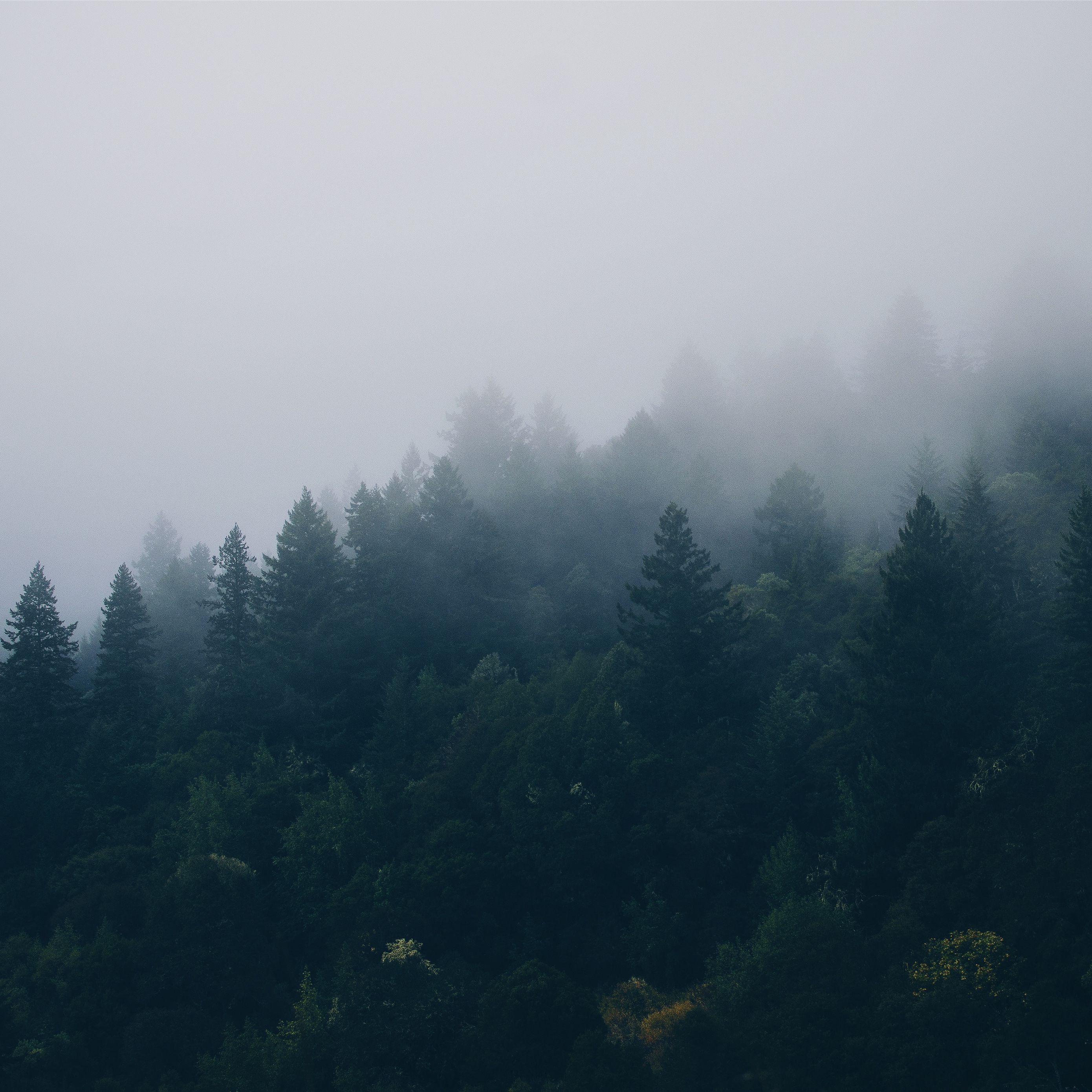Download wallpaper 2780x2780 forest, trees, fog ipad air, ipad air 2, ipad 3, ipad 4, ipad mini 2, ipad mini 3, ipad mini 4, ipad pro 9.7 for parallax HD background