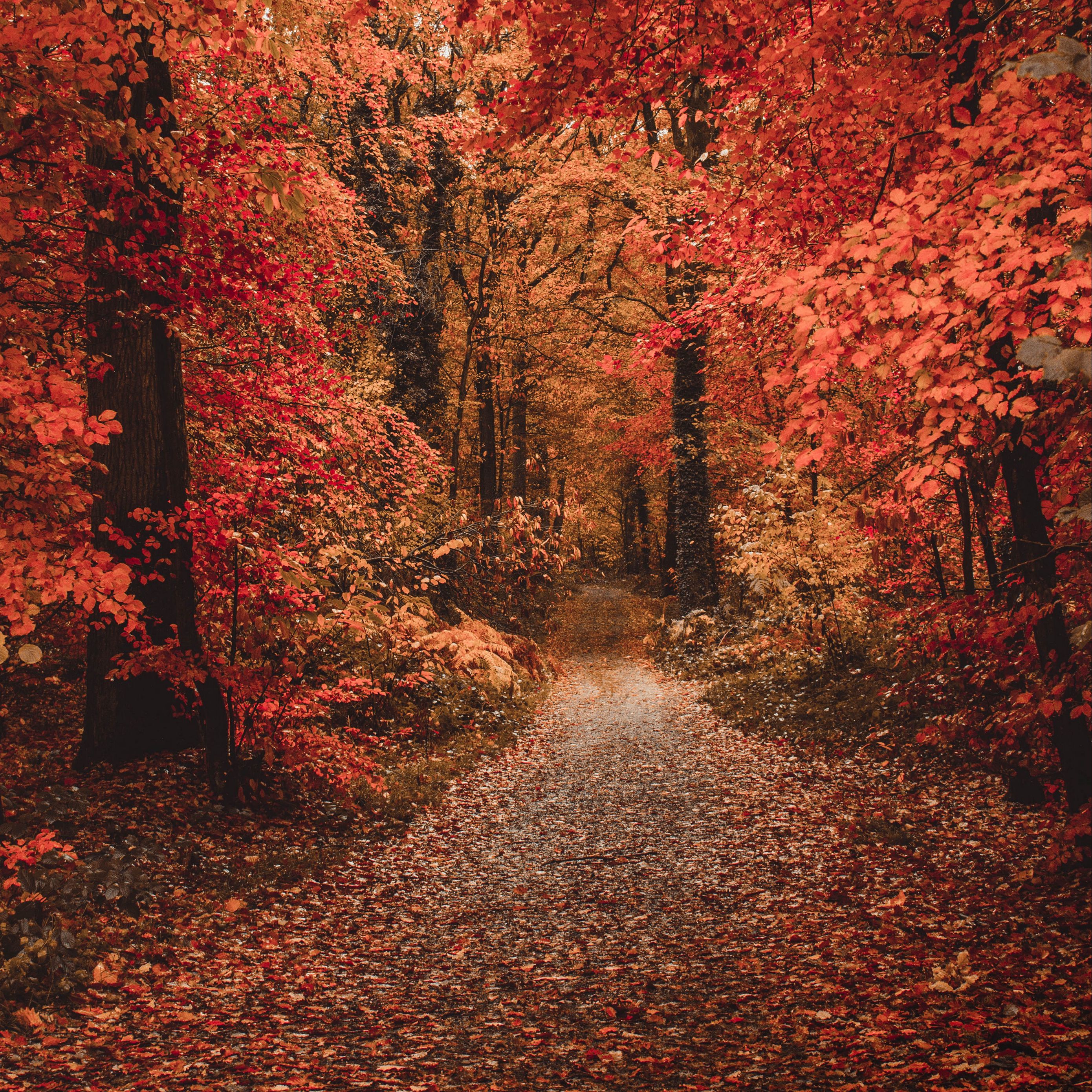 Download wallpaper 2780x2780 autumn, forest, path, foliage, trees, autumn colors ipad air, ipad air 2, ipad 3, ipad 4, ipad mini 2, ipad mini 3, ipad mini 4, ipad pro 9.7 for parallax HD background