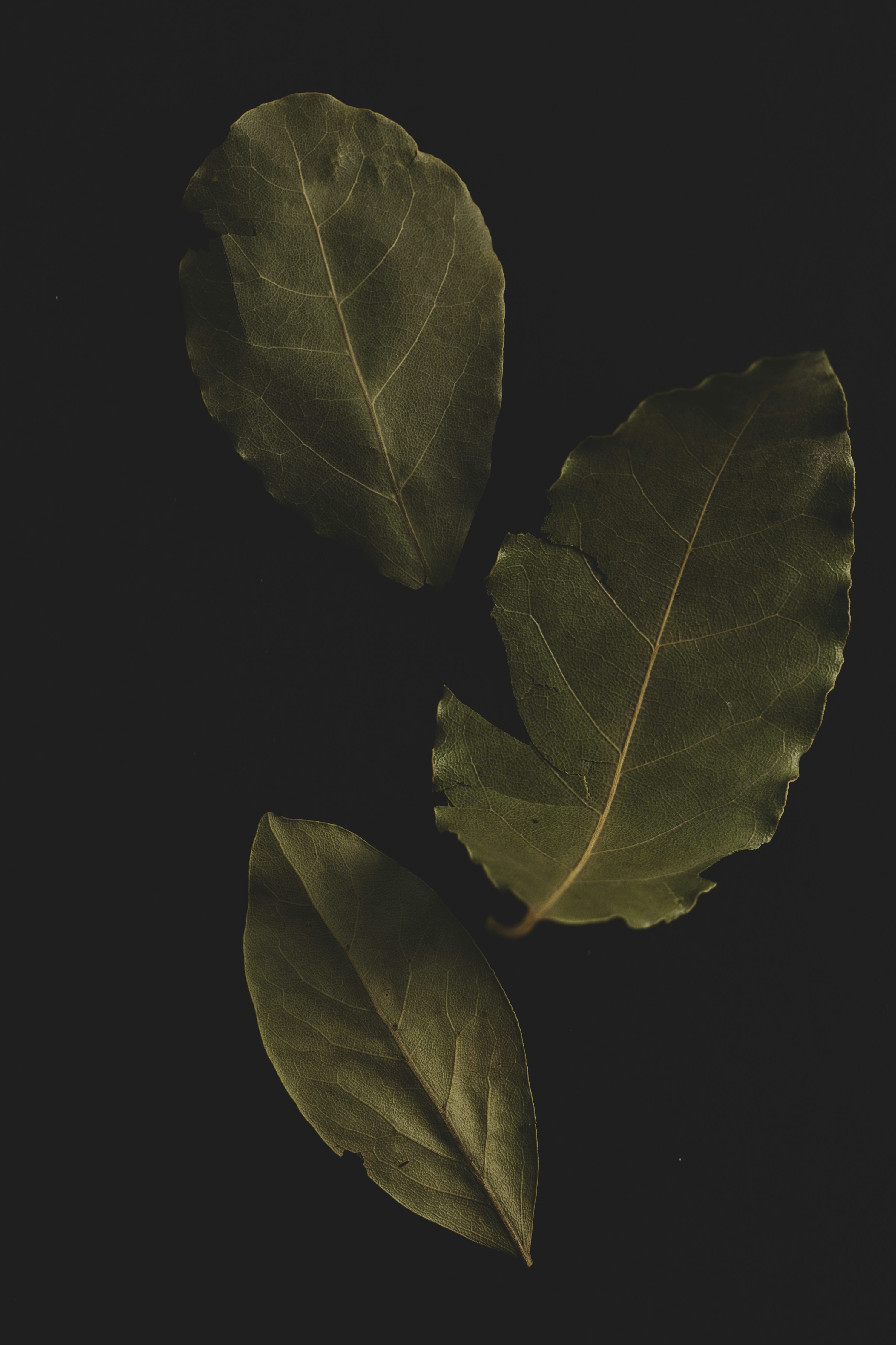 Bay Leaf Picture. Download Free Image