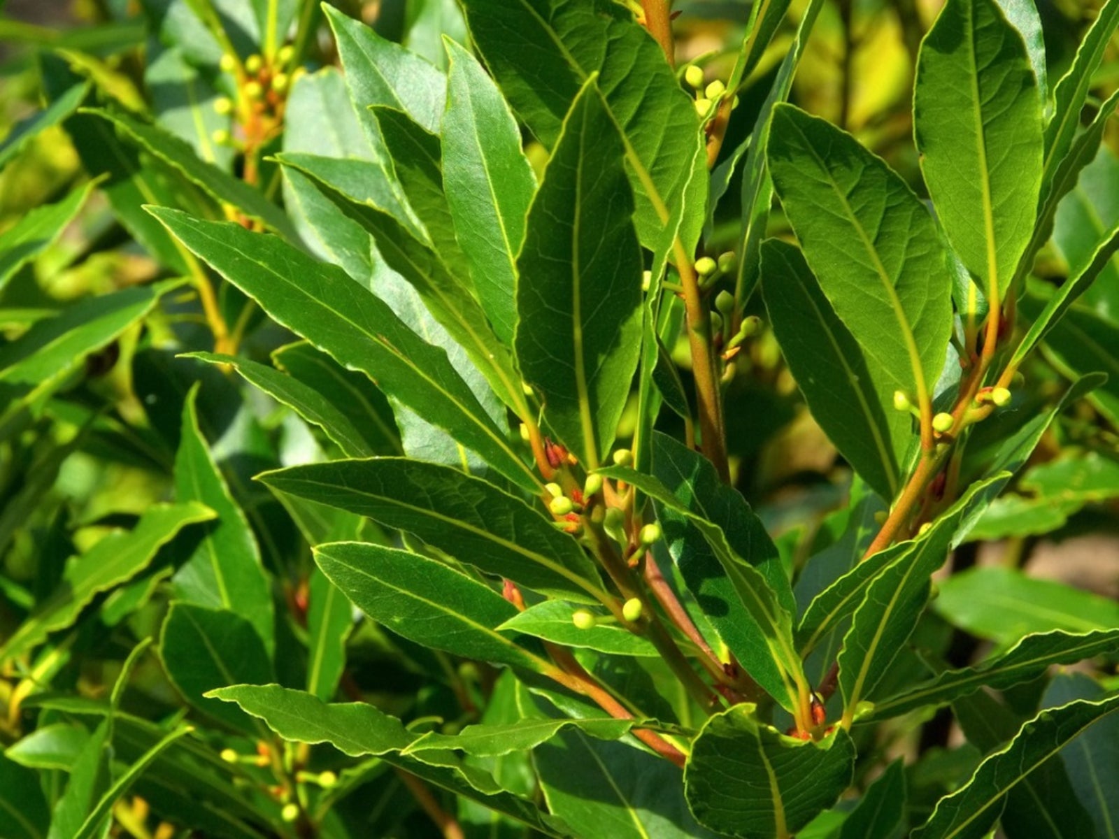 Can You Eat All Types Of Bay Leaves: Learn About Different Bay Tree Types. Gardening Know How