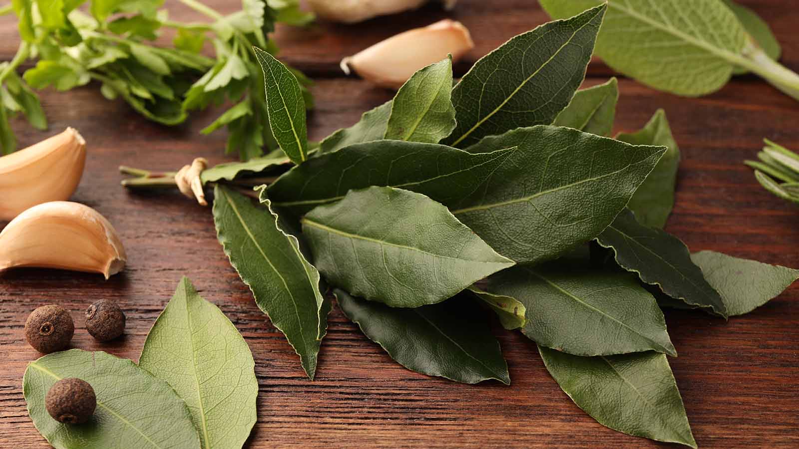 Learn About 9 Types of Bay Trees. Gardener's Path