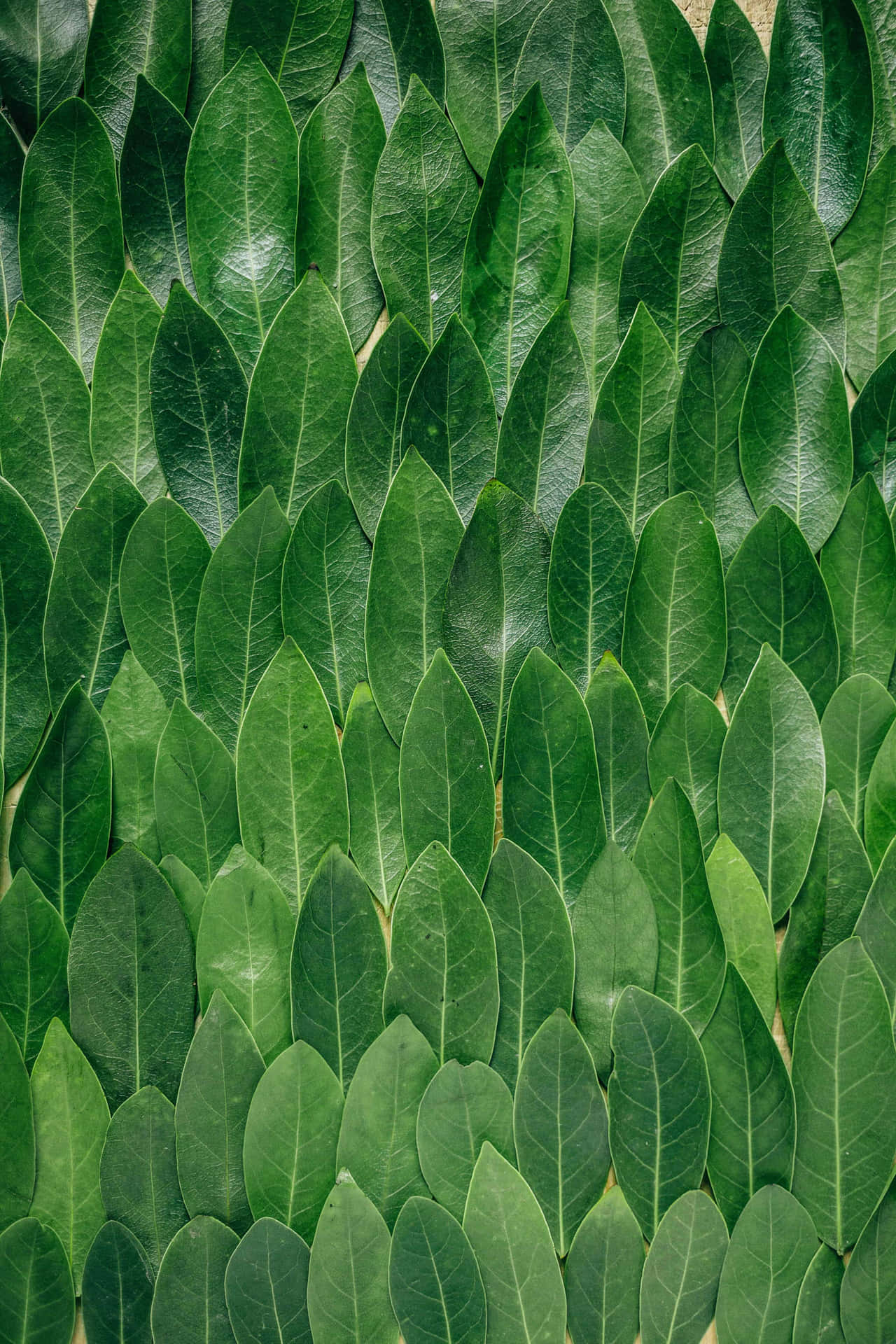 Download Fresh Bay Leaves Color Background