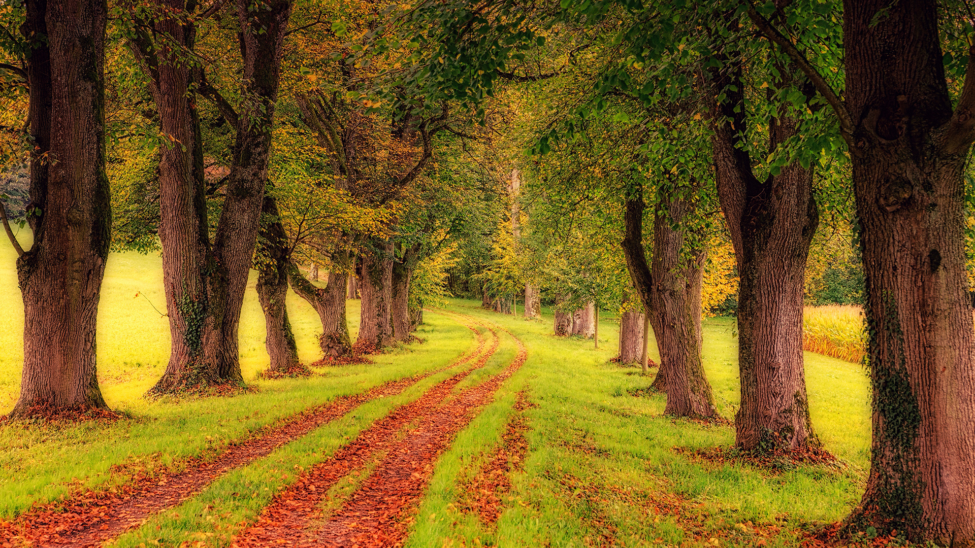 Green Trees Wallpaper For Chromebook