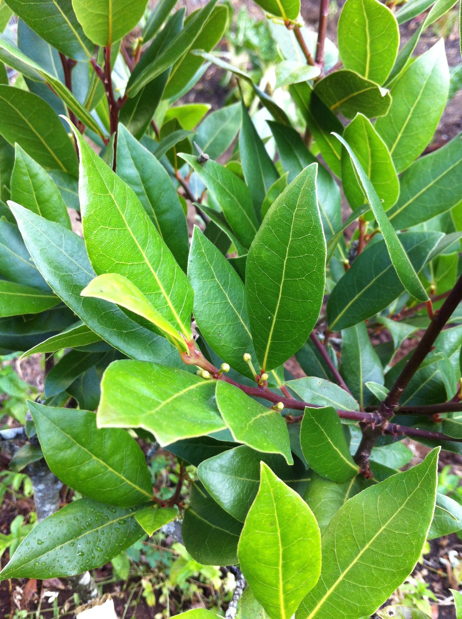 Bay Leaves Wallpaper