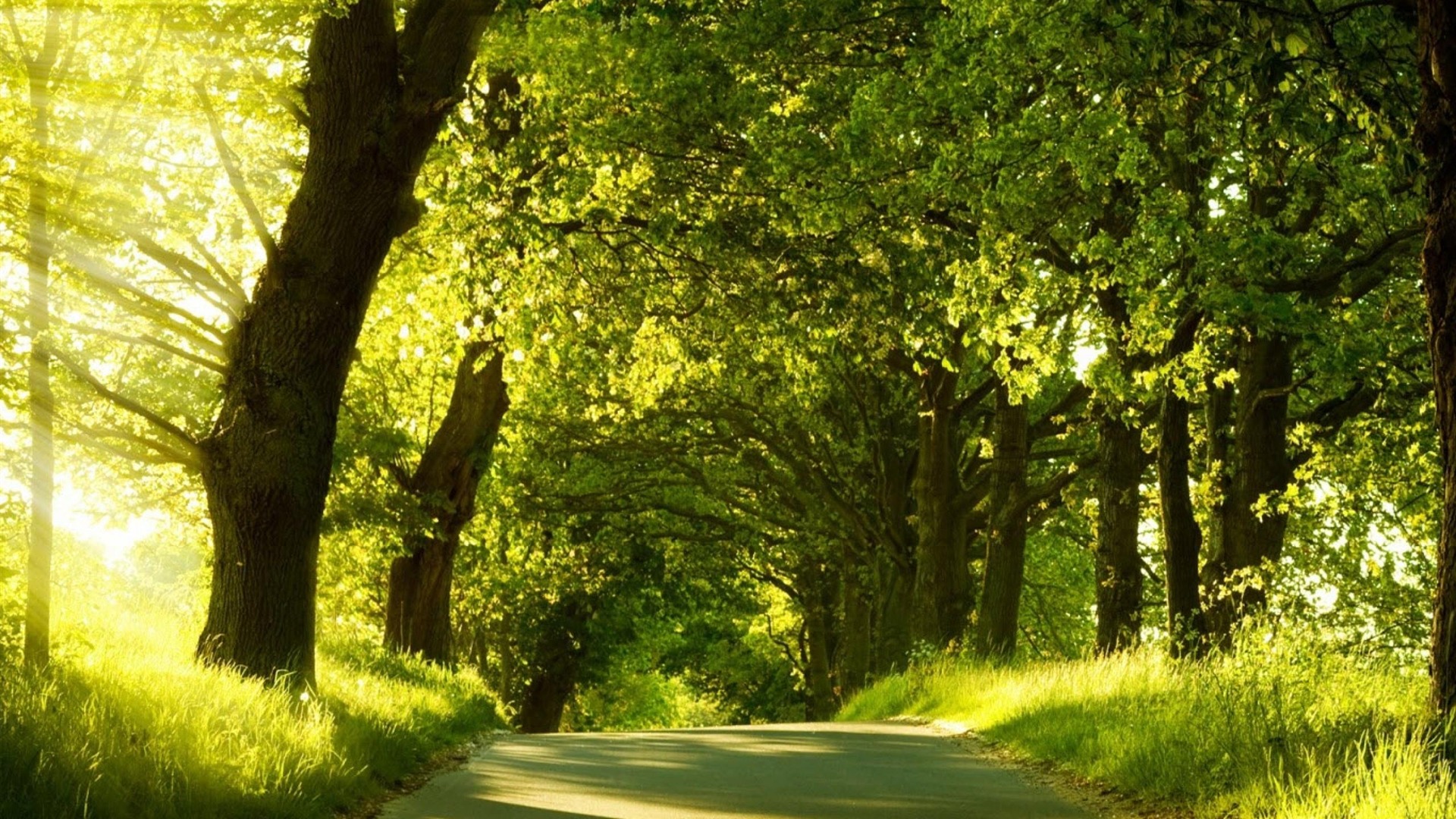 Green Natural Scenery Wallpaper