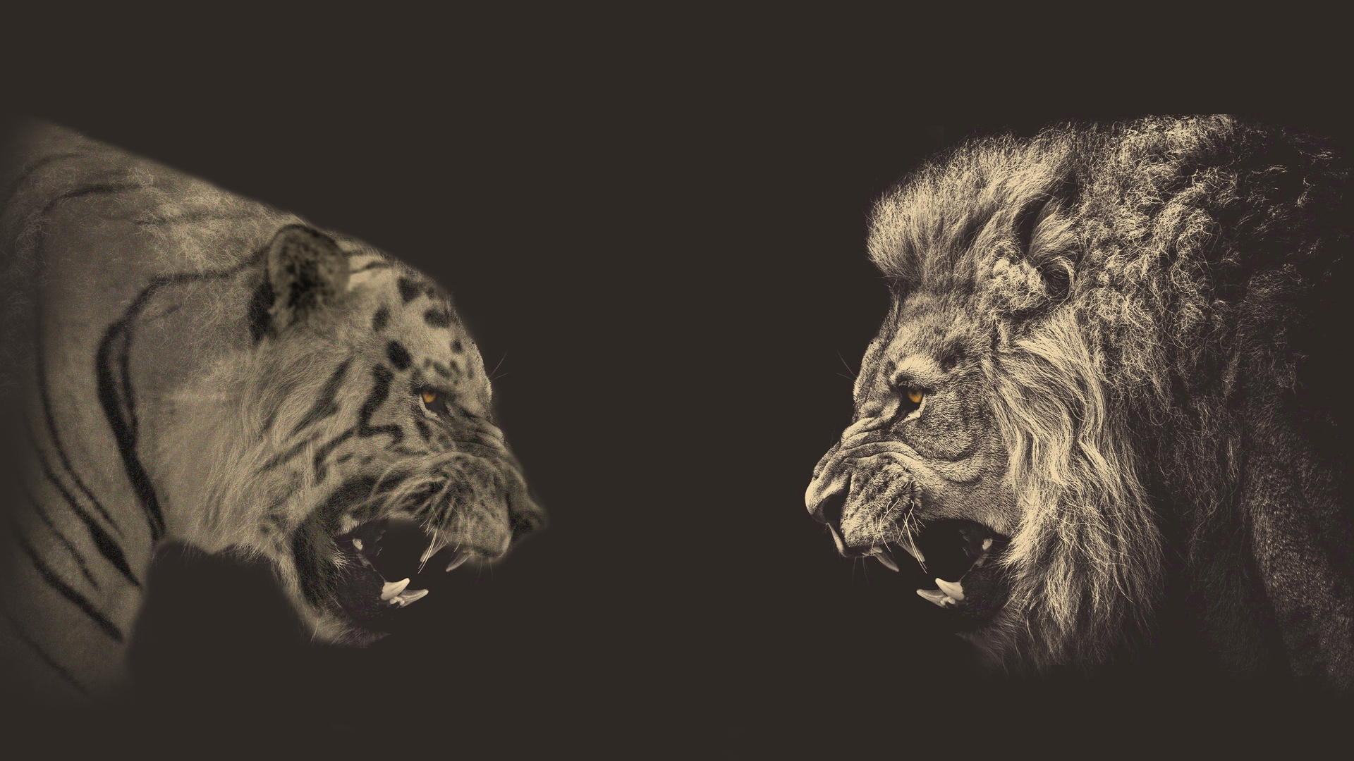 Meeting a lion and a tiger, gray background Desktop wallpaper 1920x1080