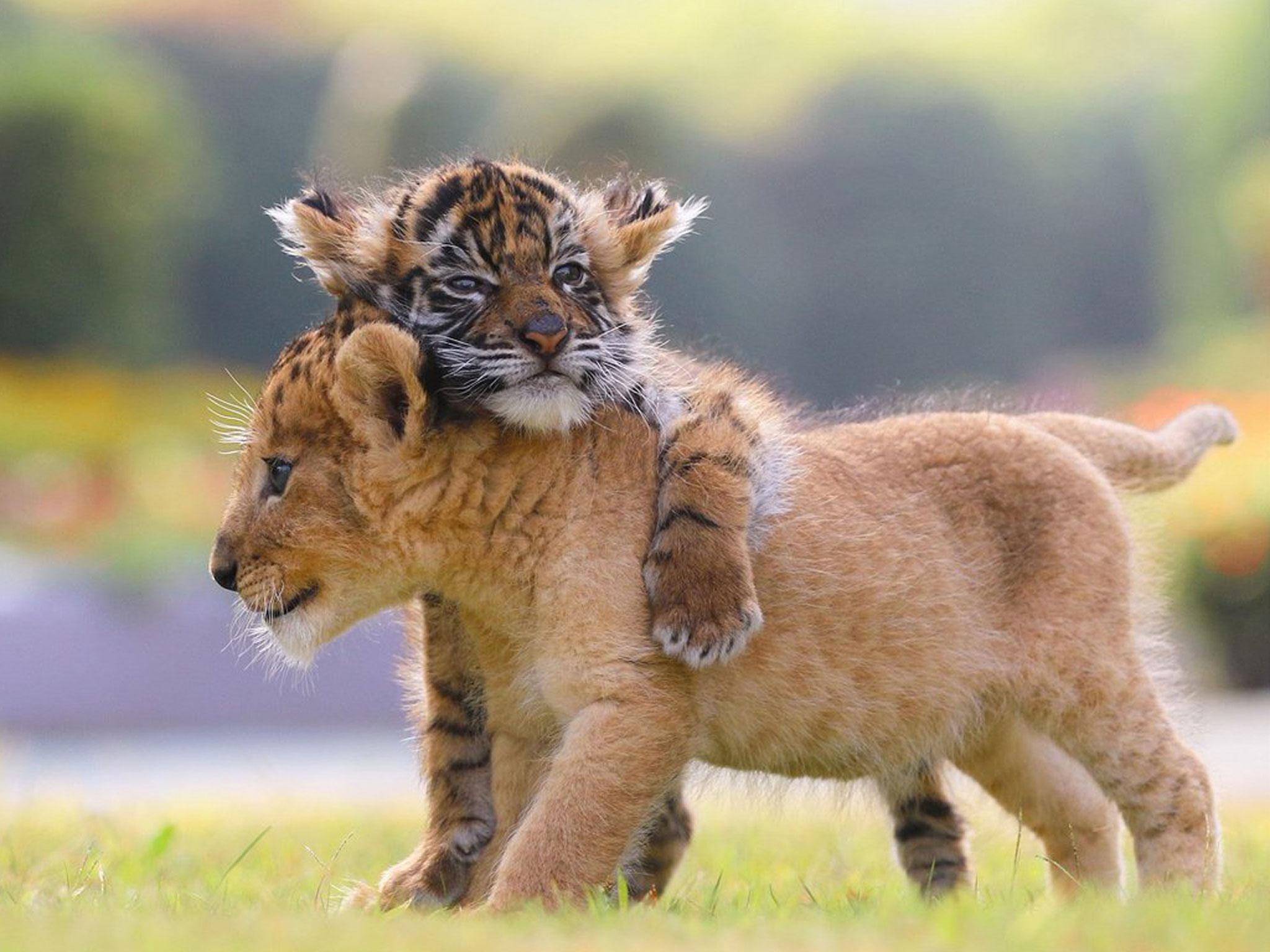 A lion and a tiger cub