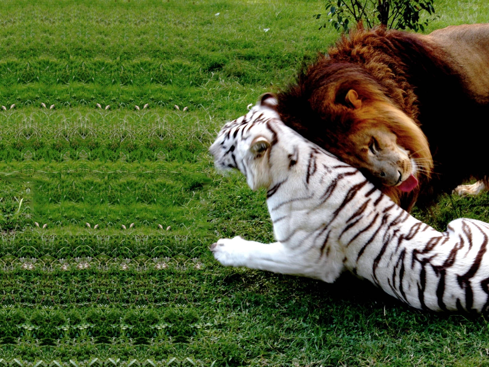 Download Friendly Lion And Tiger In Grass Wallpaper
