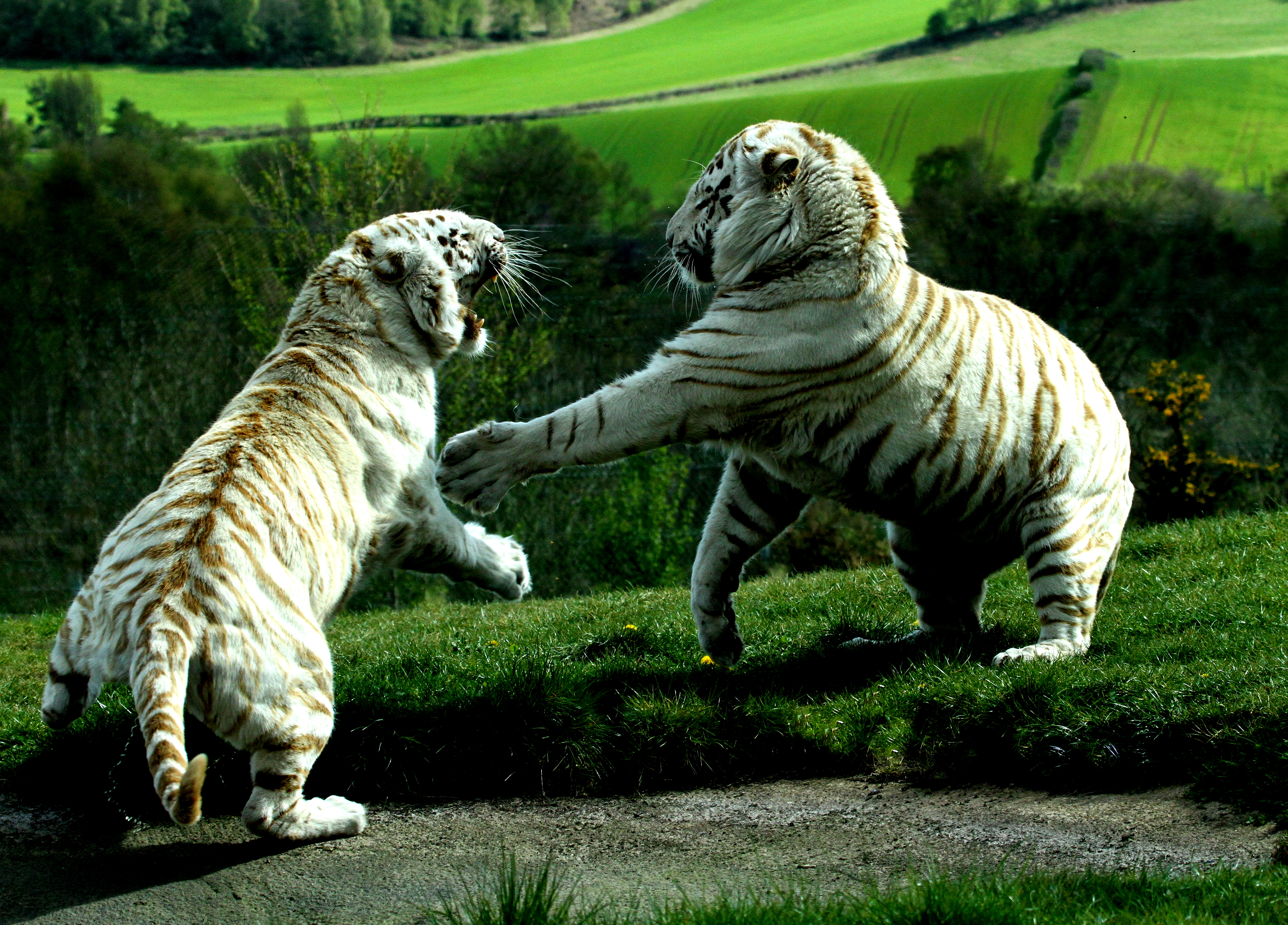 tiger, Predator, Battle, Lion, Liger Wallpaper HD / Desktop and Mobile Background