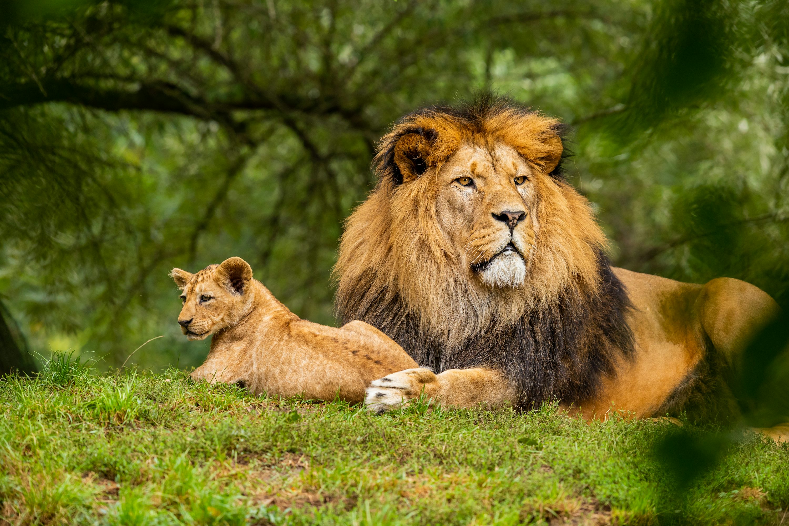 Lion Wallpaper Picture Creators
