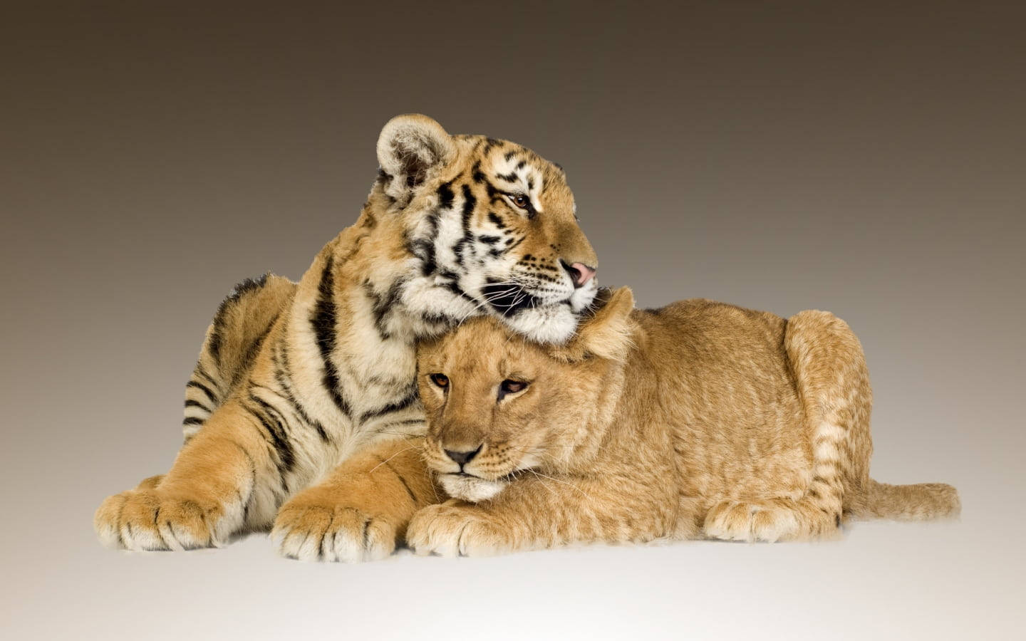 Download Lion And Tiger Duo Wallpaper