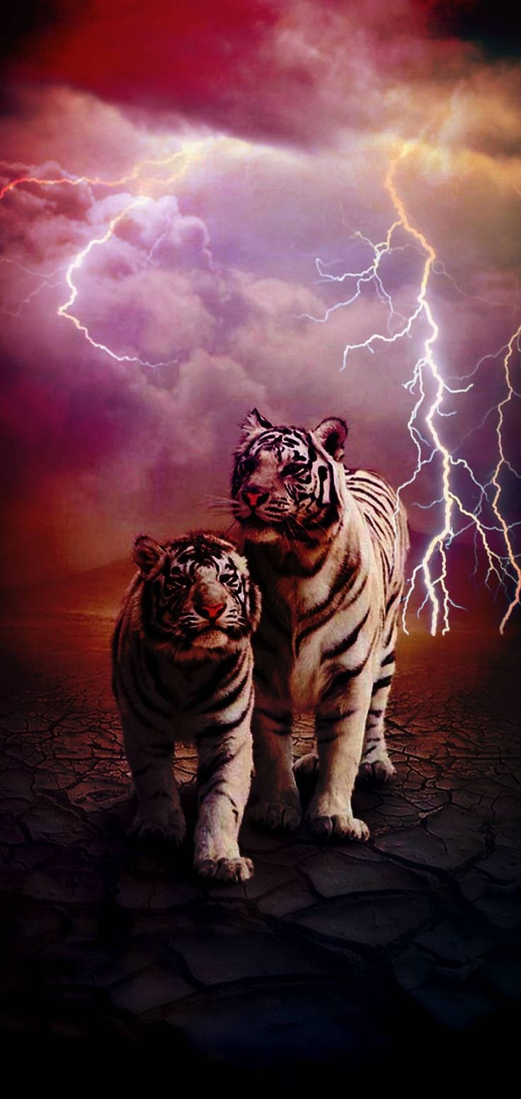 Two Tigers in Front of a Lightning Storm