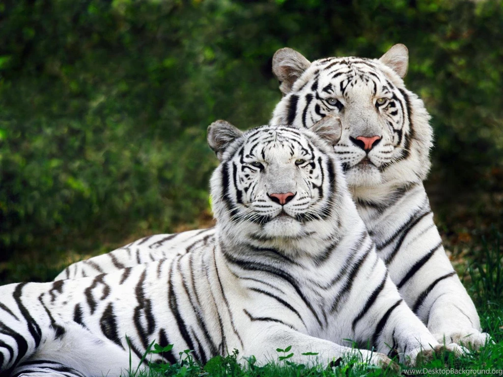 Lion And Tiger Wallpaper Desktop Background