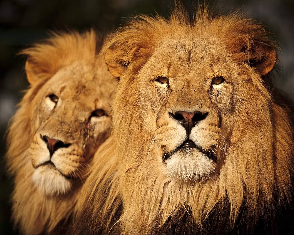 Lions Photo Wallpaper Non Woven 300 X 223 Cm (509A) Tiger Puma Cat Safari Cheetah Jungle Animals Lion Wall Wallpaper Includes Paste Non Woven Wallpaper Picture Decoration Wall Decor Modern Motif, Amazon.de: DIY
