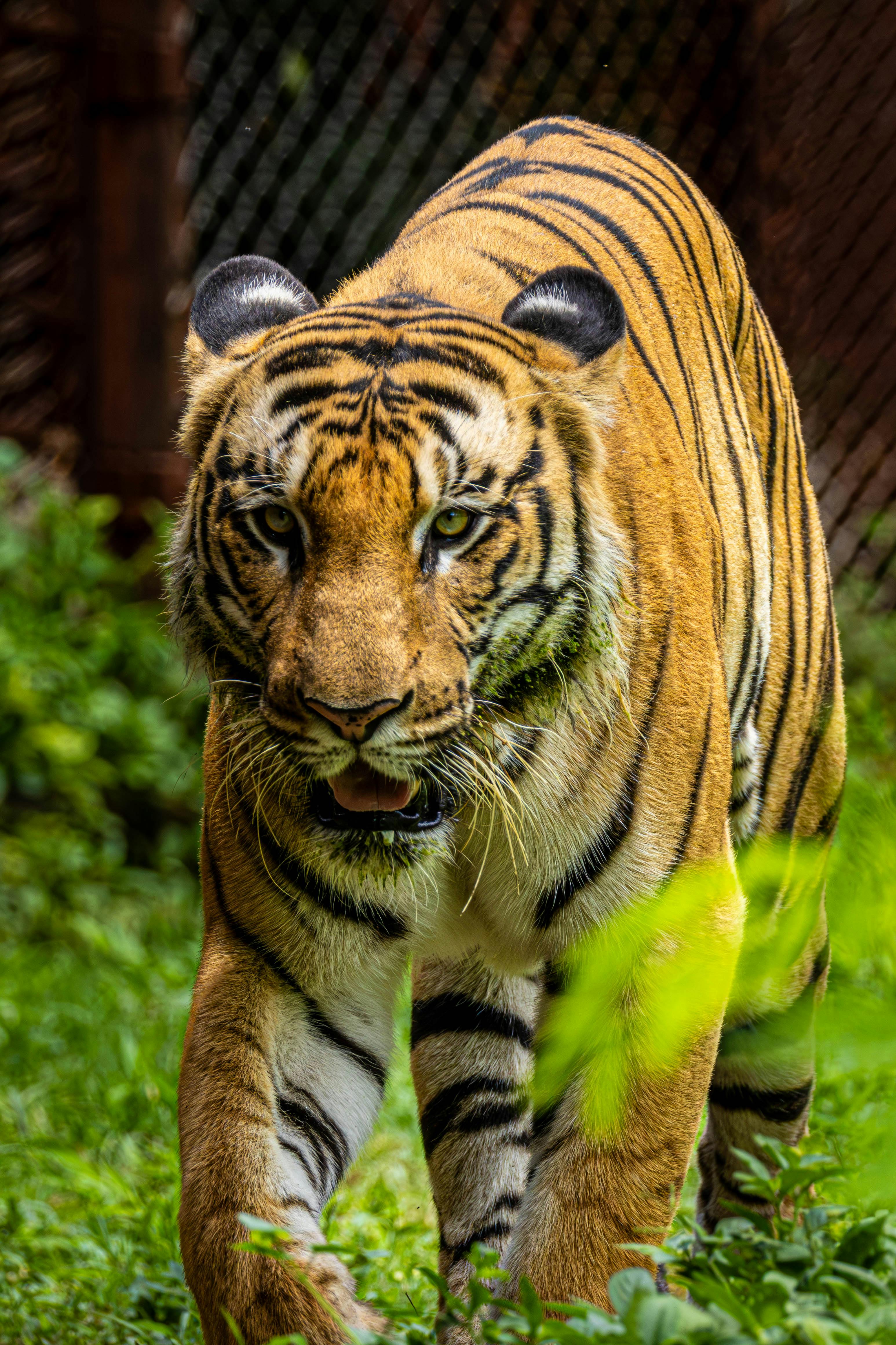 Tiger Standing on the Grey Concrete Pavement · Free