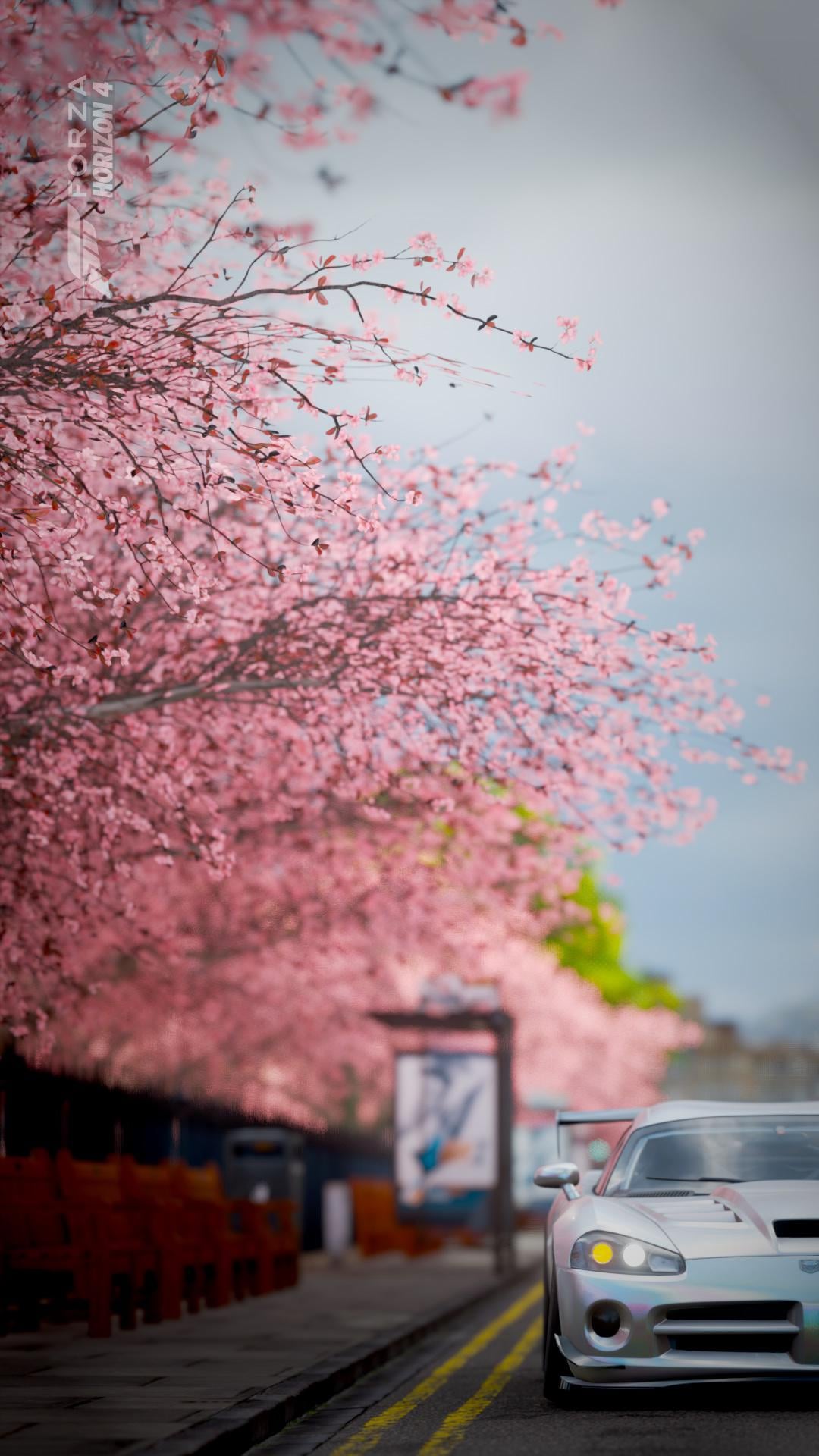Dodge SRT10 ACr and Cherry Blossoms, Wallpaper worthy?