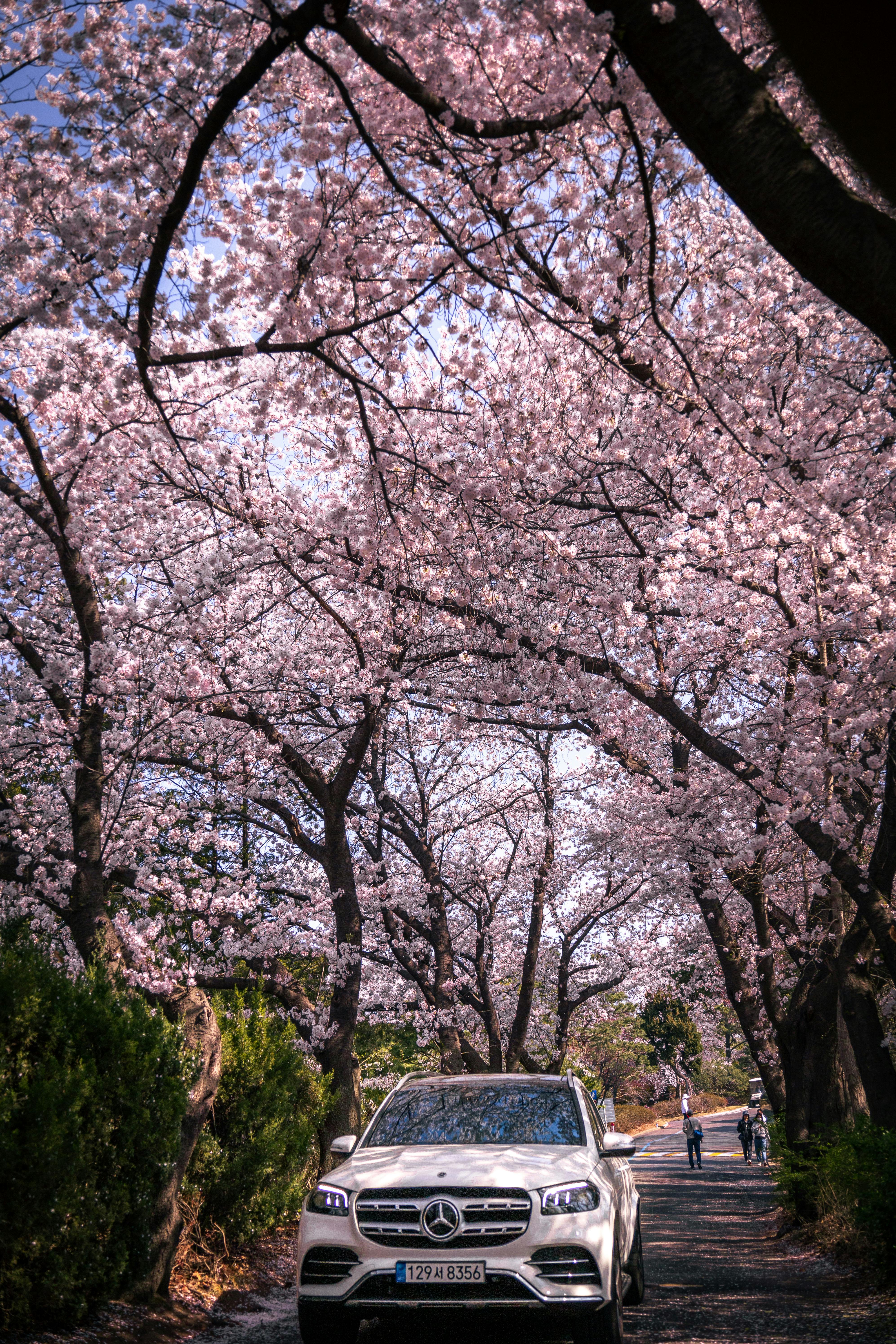 Car on the Street under Cherry Blossom Trees · Free