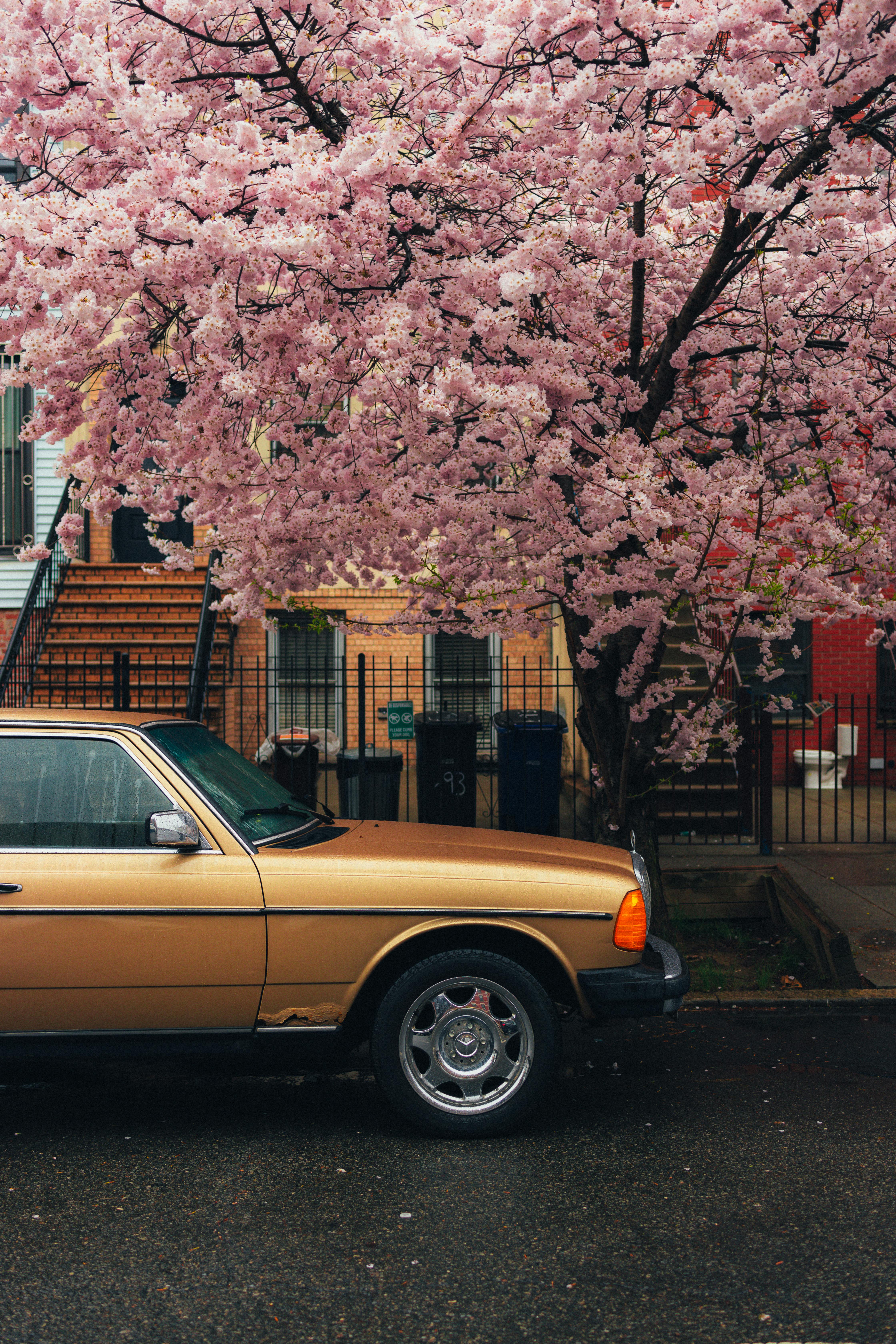 Vintage Car Beneath Blooming Cherry Blossom Tree · Free