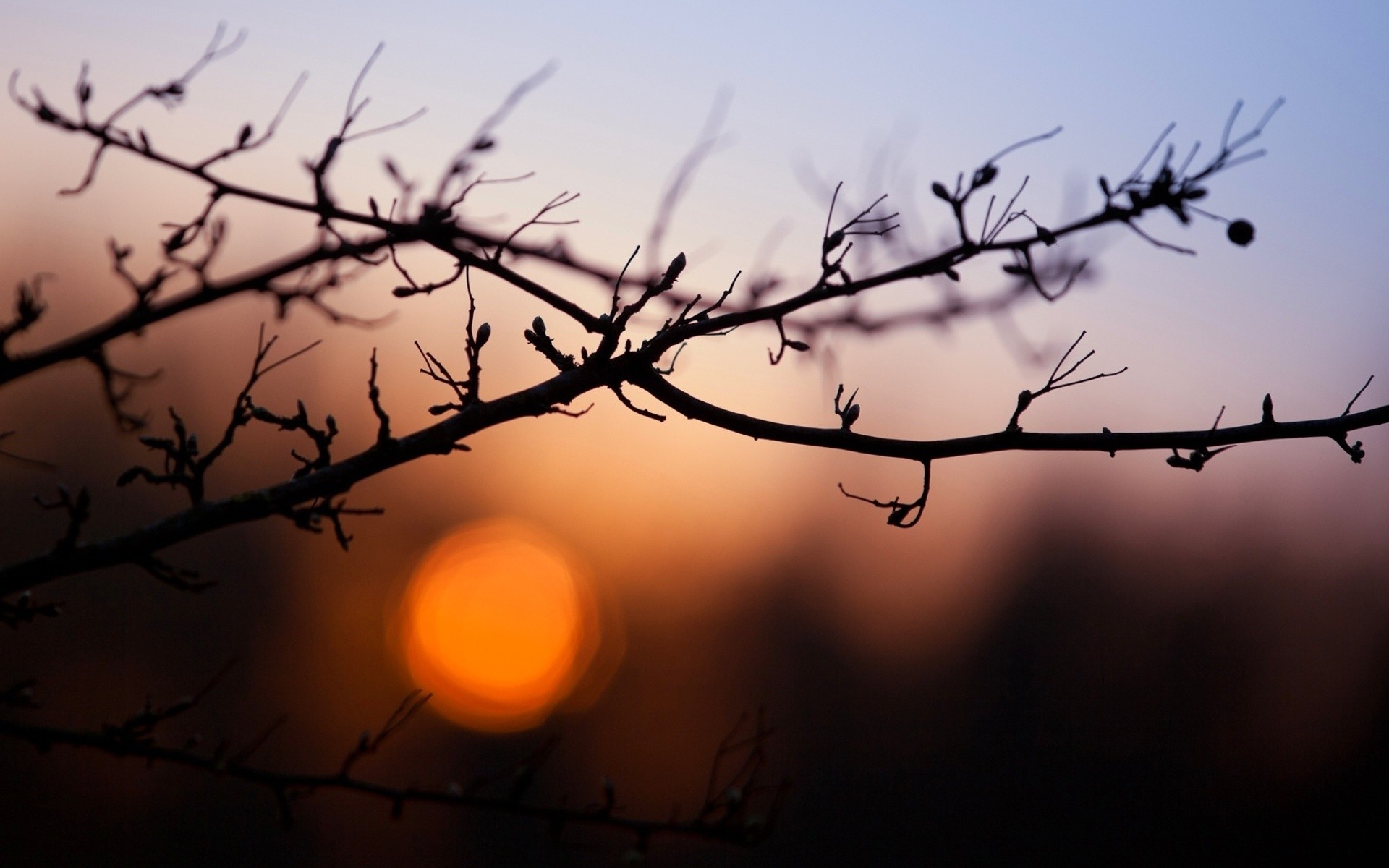 nature, Evening, Branches Wallpaper HD / Desktop and Mobile Background