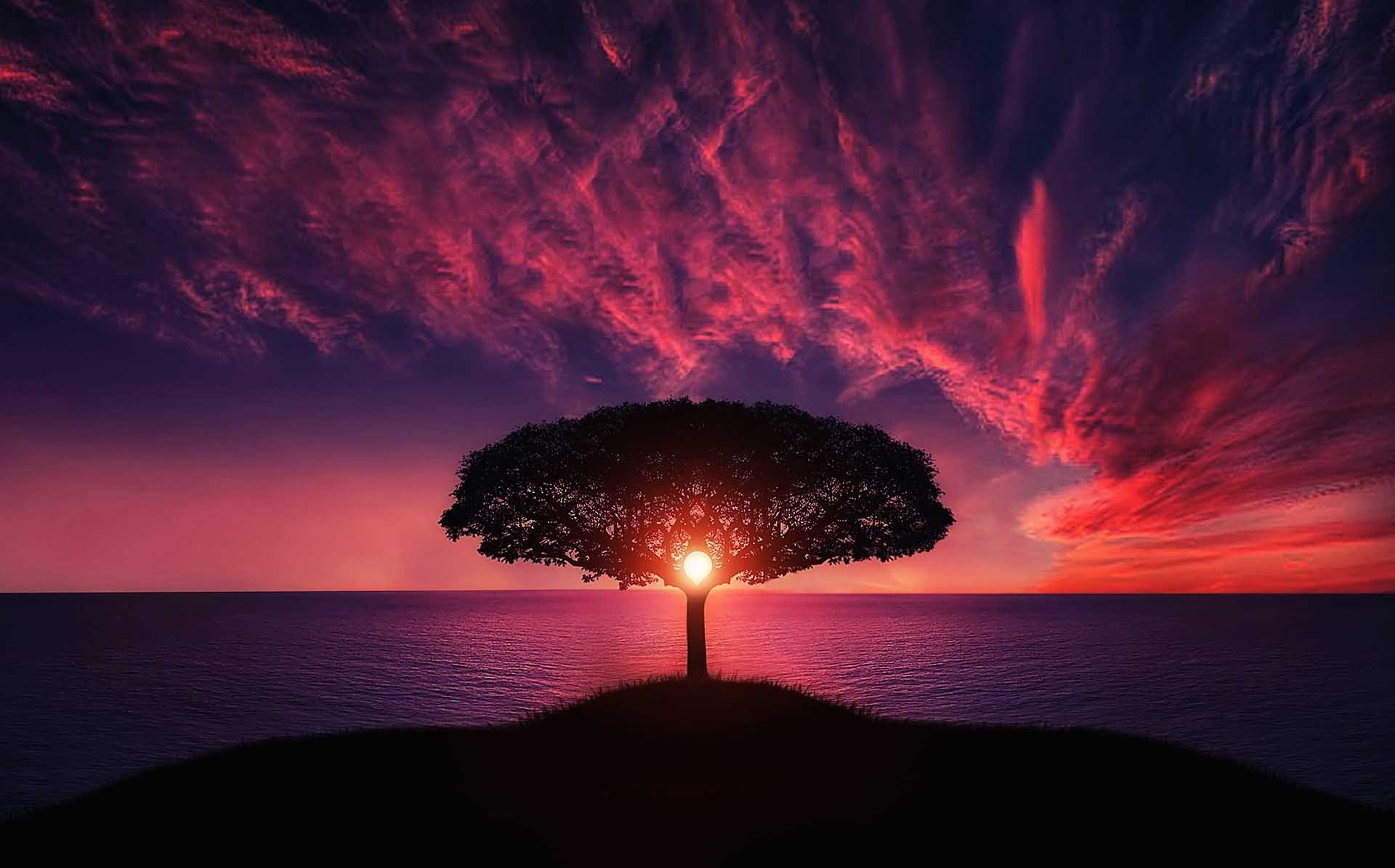 Download Evening Sun Cloud Ocean Colors Sky Sunset Lonely Tree Nature Tree HD Wallpaper