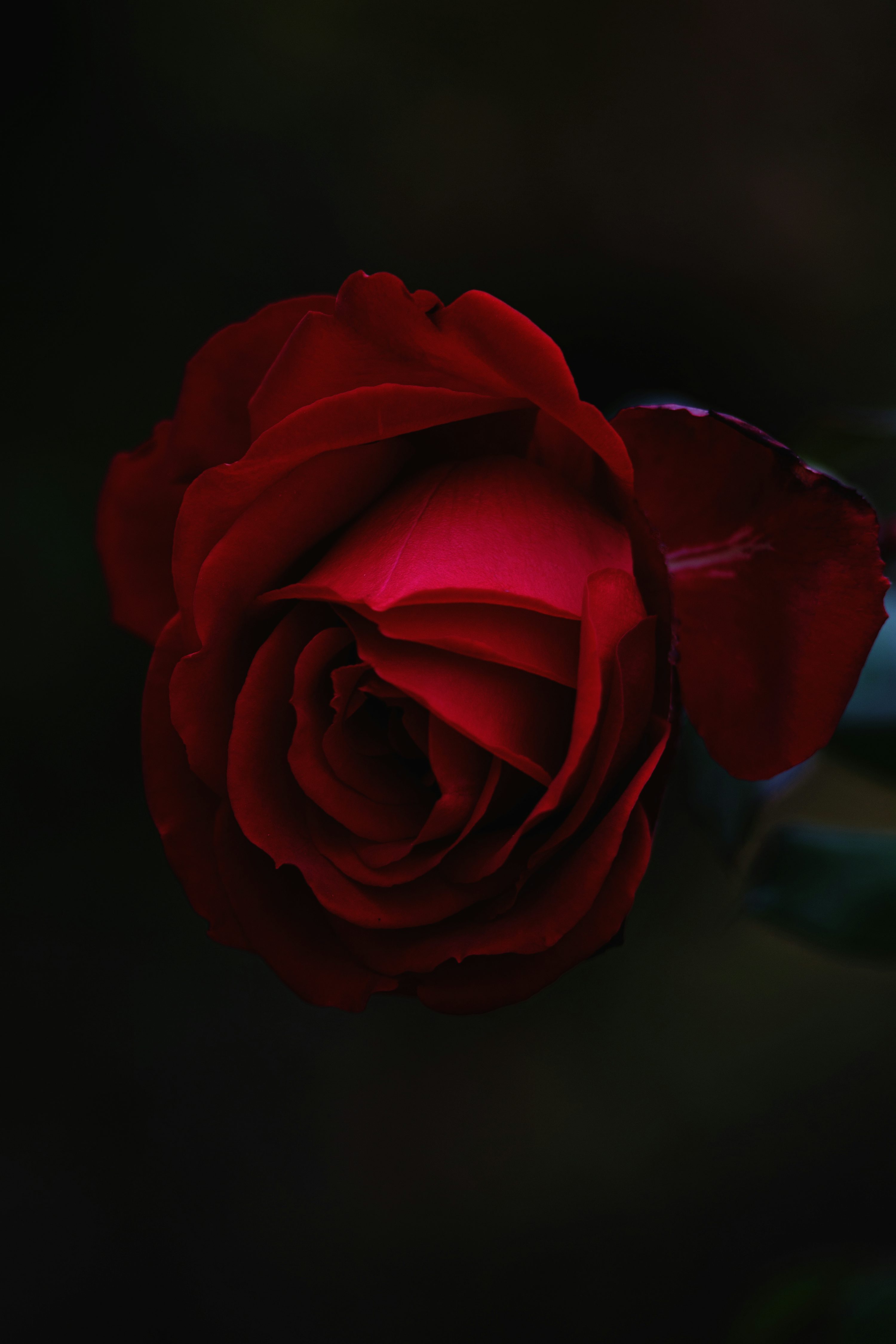 Rose In Black Background Picture